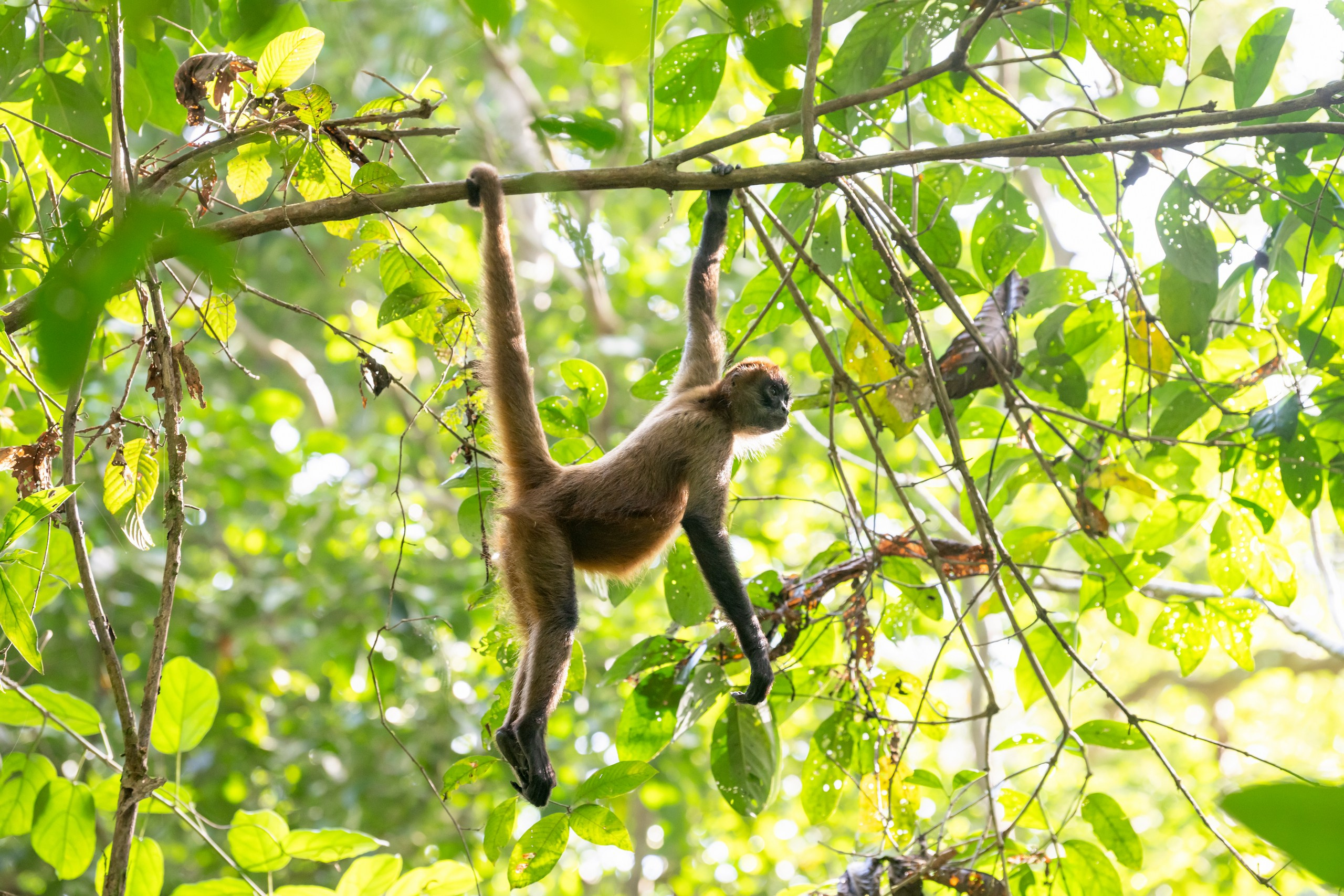 Costa Rica. Foto-Zuev фотография как искусство