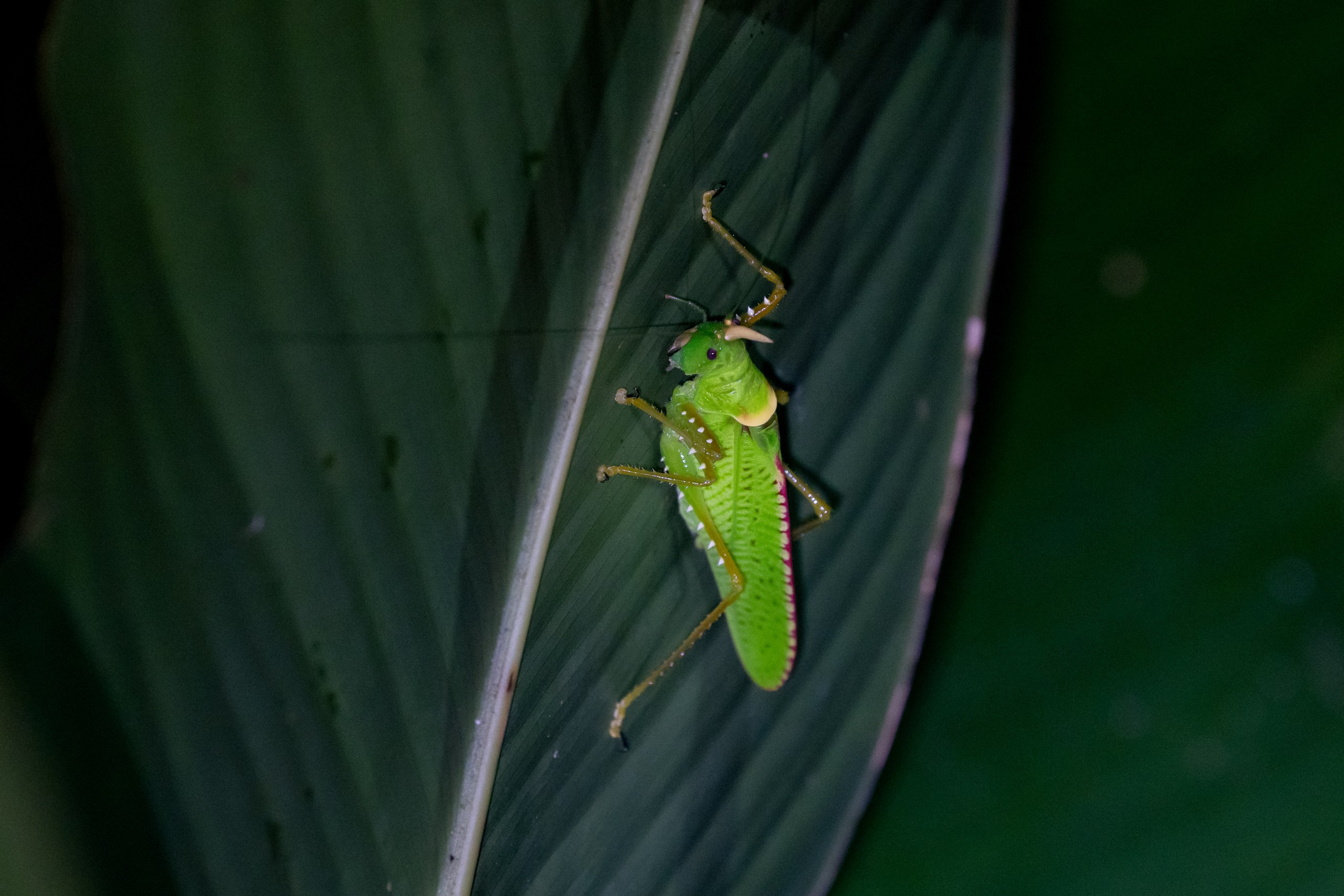 Costa Rica. Foto-Zuev фотография как искусство