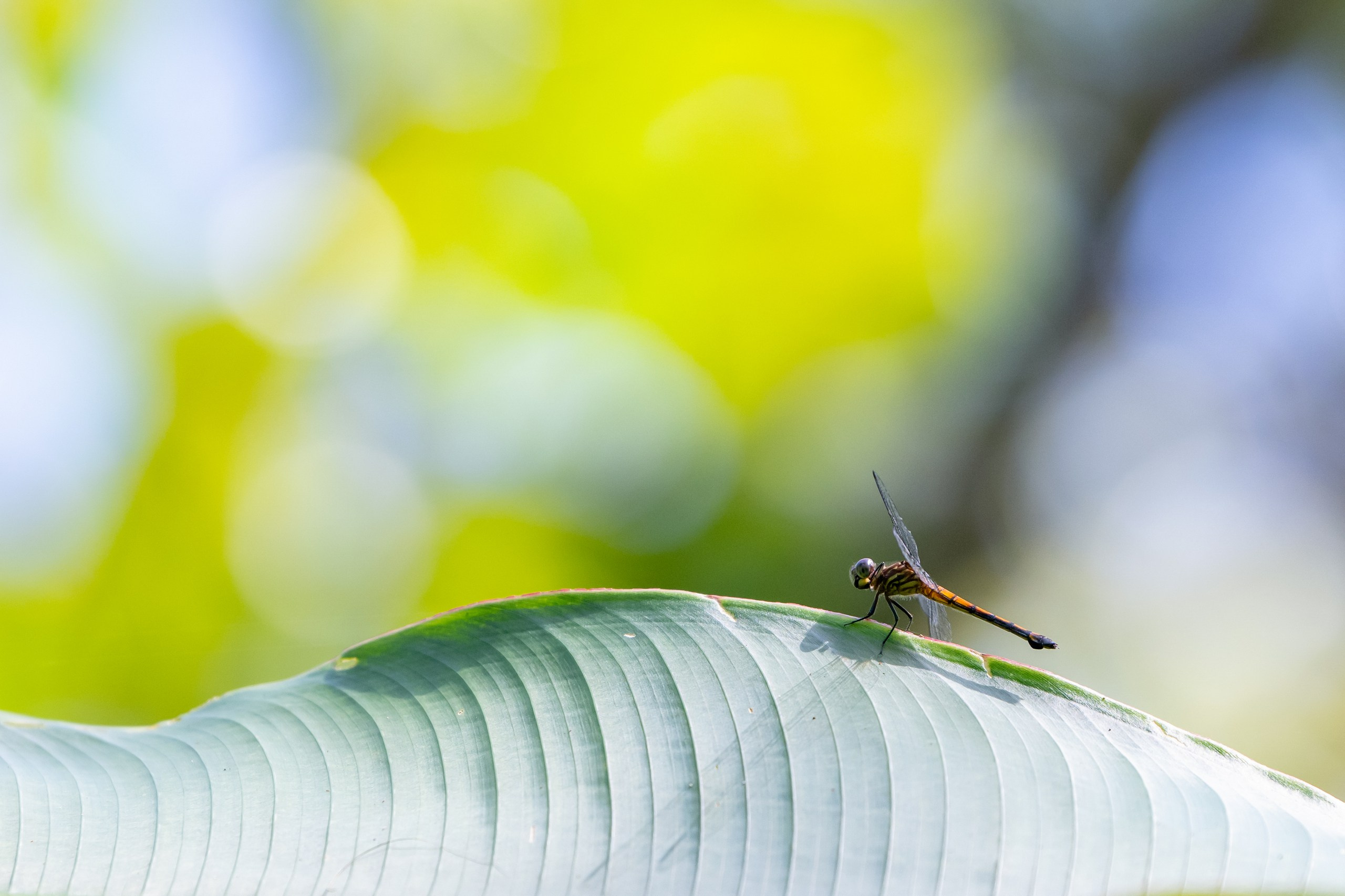 Costa Rica. Foto-Zuev фотография как искусство