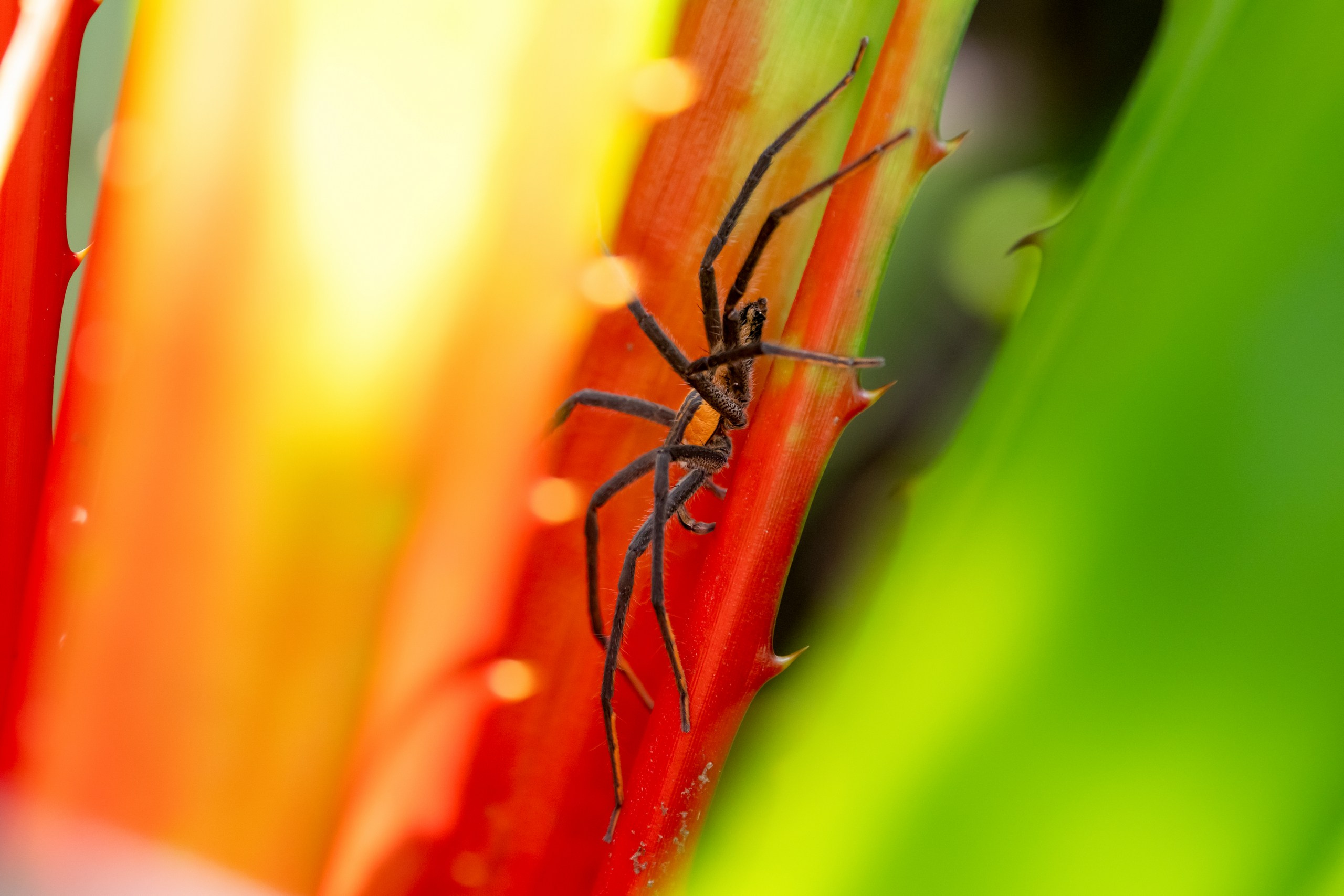 Costa Rica. Foto-Zuev фотография как искусство