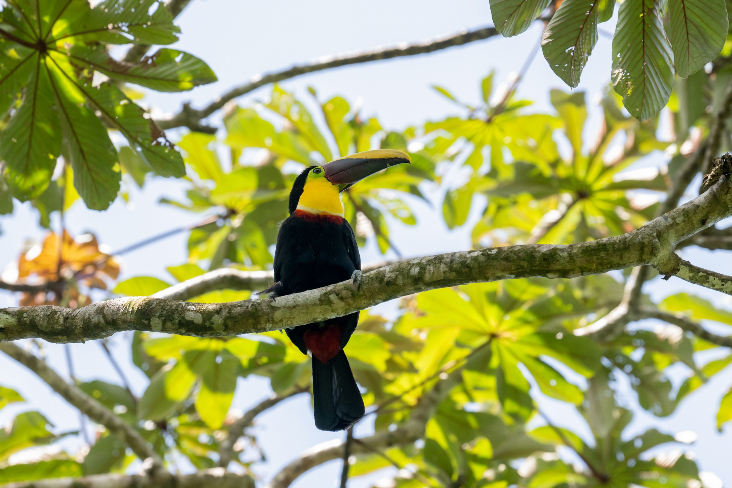 Costa Rica. Foto-Zuev фотография как искусство