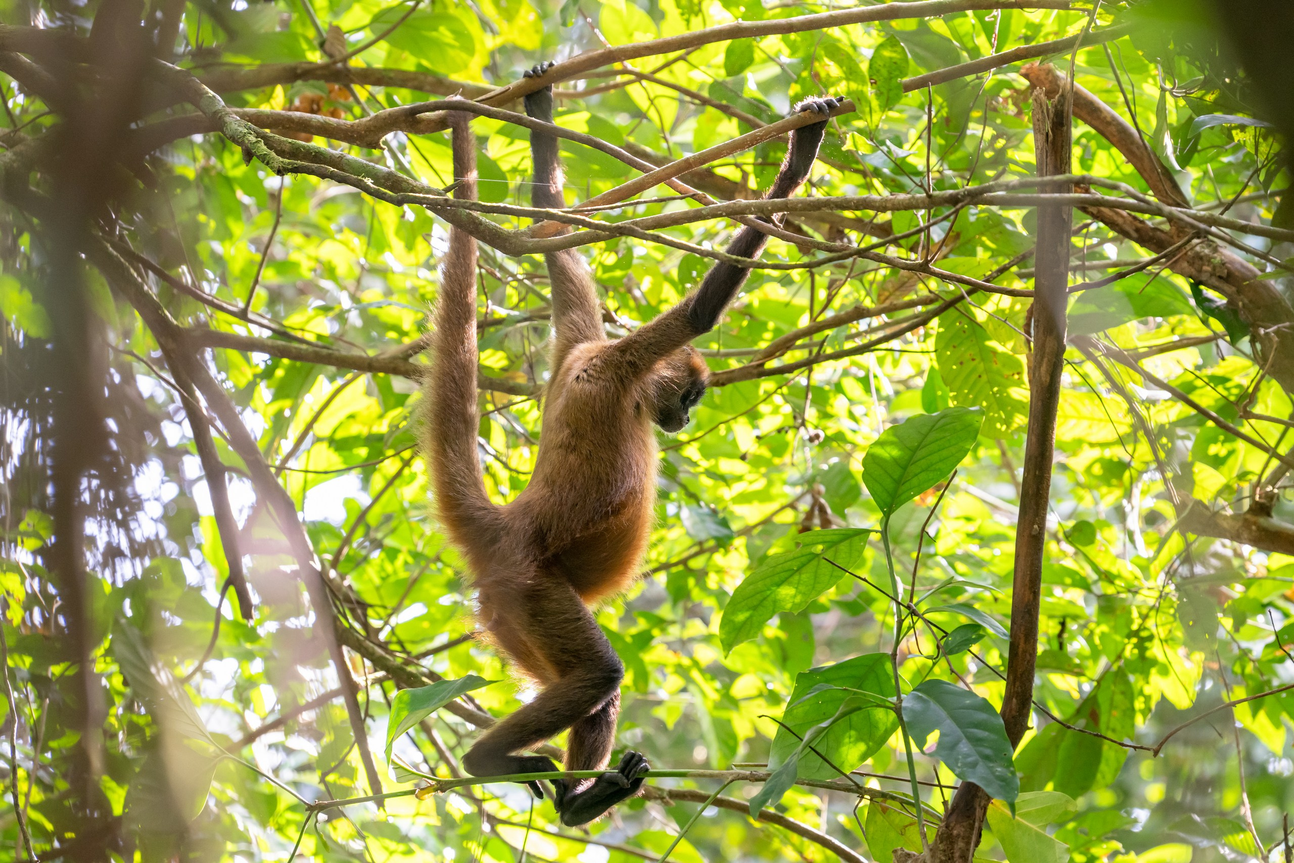 Costa Rica. Foto-Zuev фотография как искусство