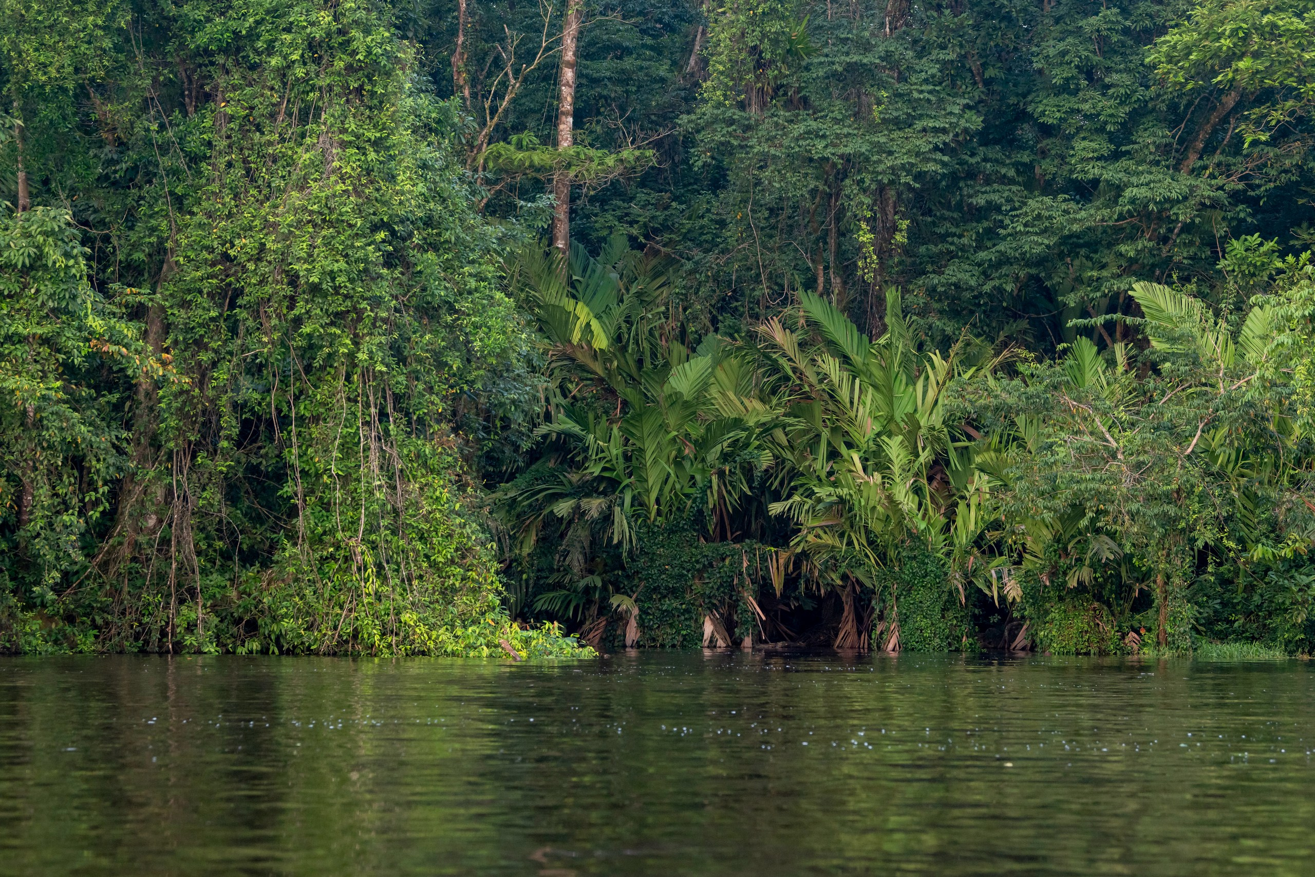Costa Rica. Foto-Zuev фотография как искусство