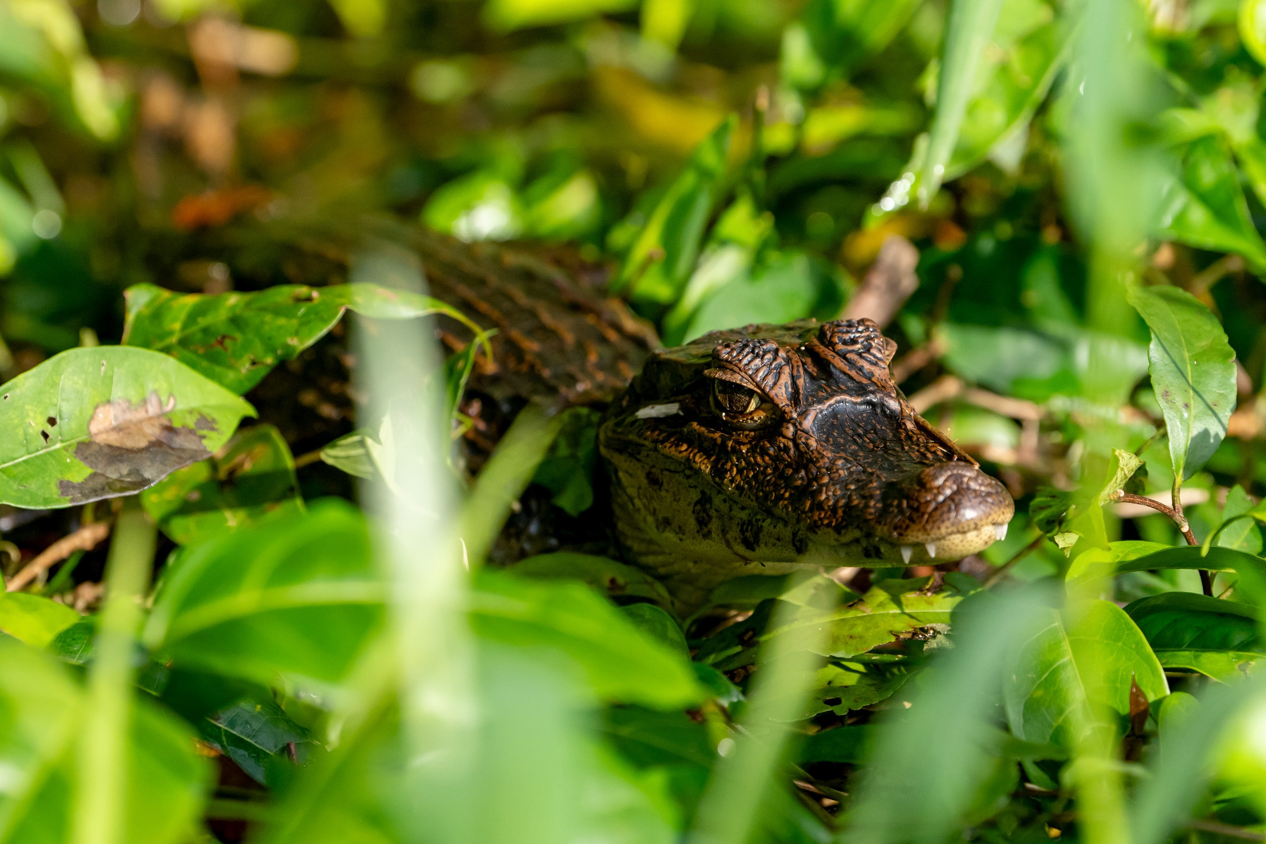 Costa Rica. Foto-Zuev фотография как искусство