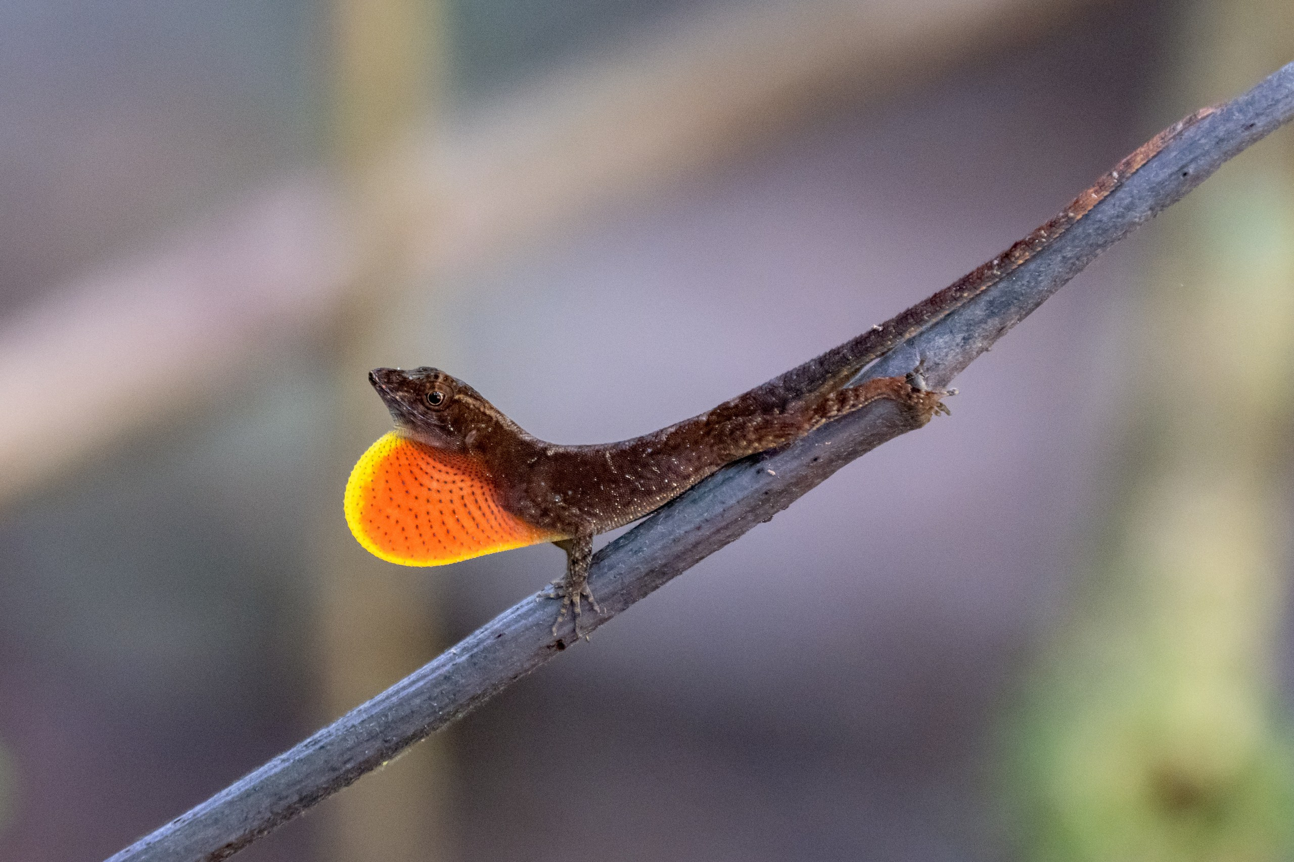 Costa Rica. Foto-Zuev фотография как искусство