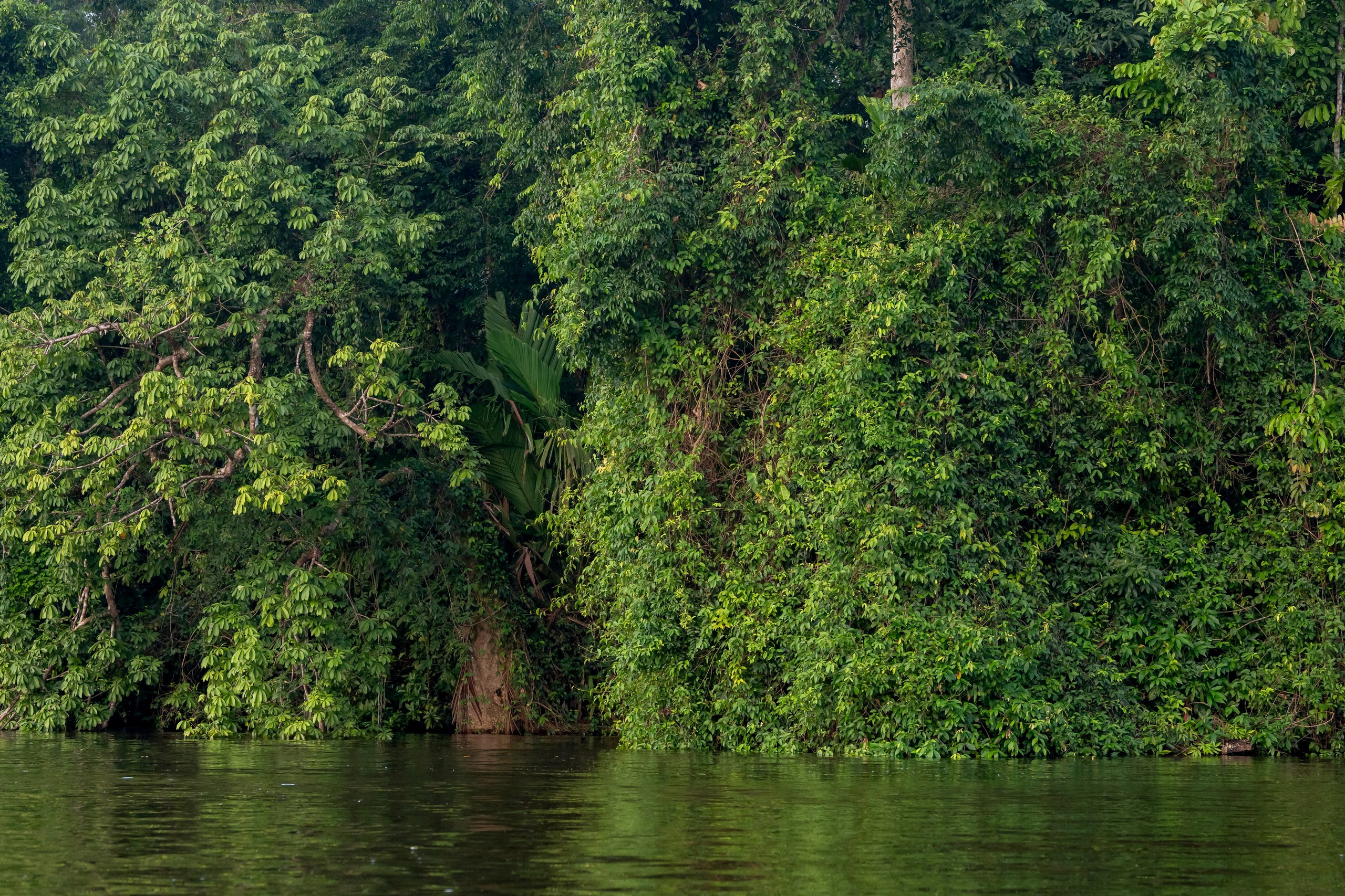 Costa Rica. Foto-Zuev фотография как искусство