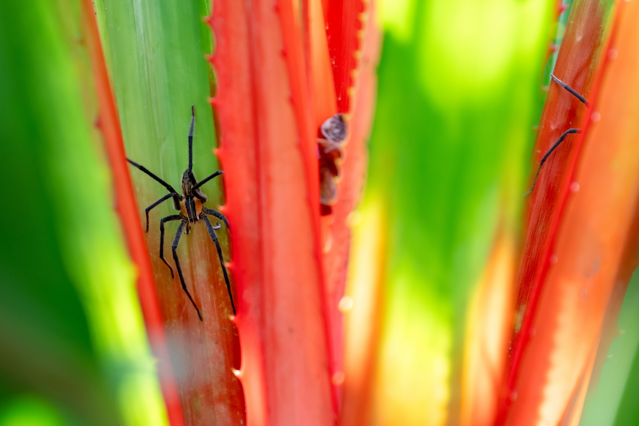 Costa Rica. Foto-Zuev фотография как искусство