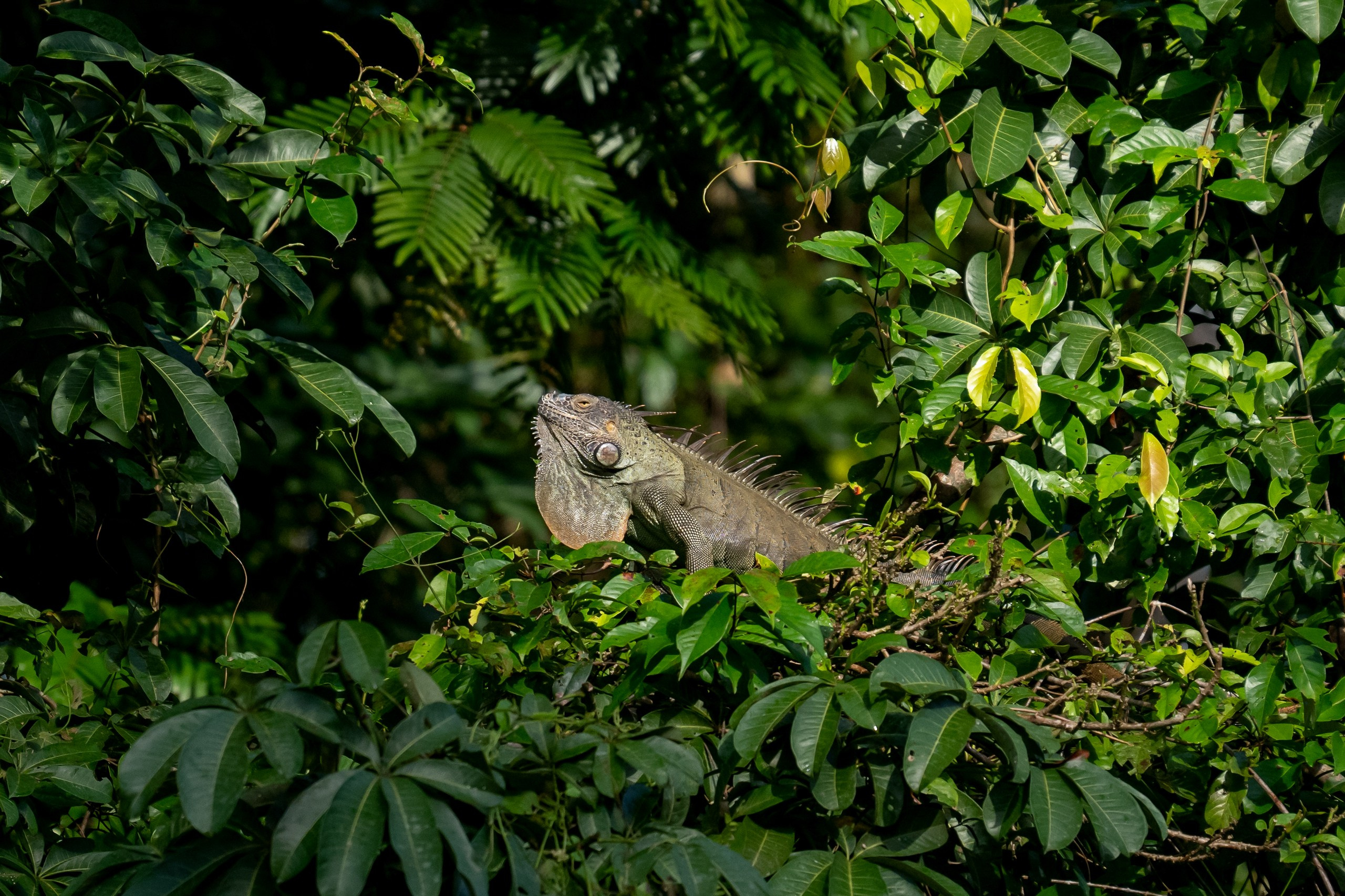 Costa Rica. Foto-Zuev фотография как искусство
