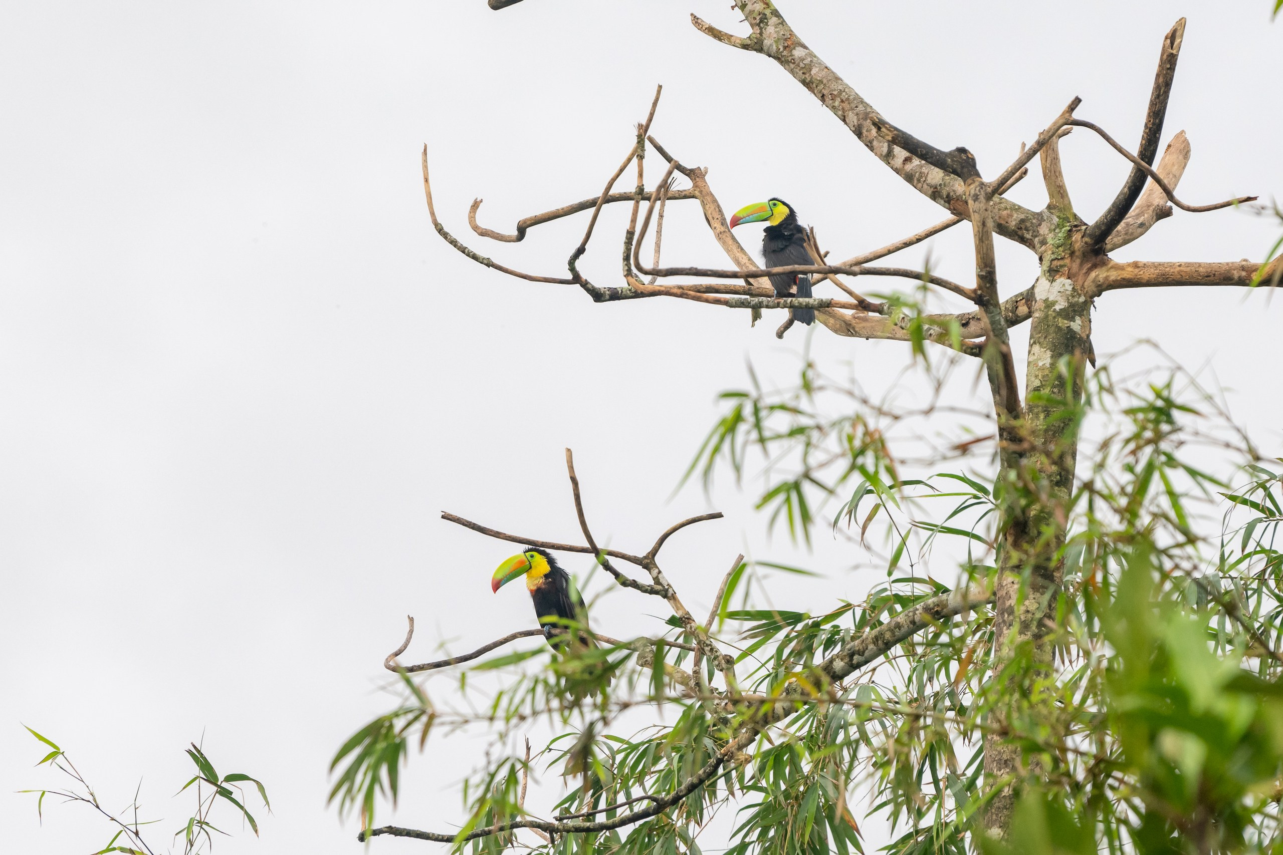Costa Rica. Foto-Zuev фотография как искусство