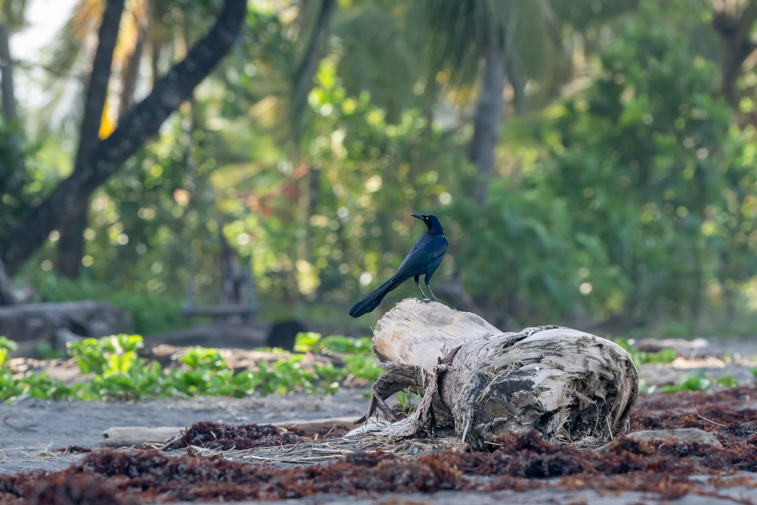 Costa Rica. Foto-Zuev фотография как искусство