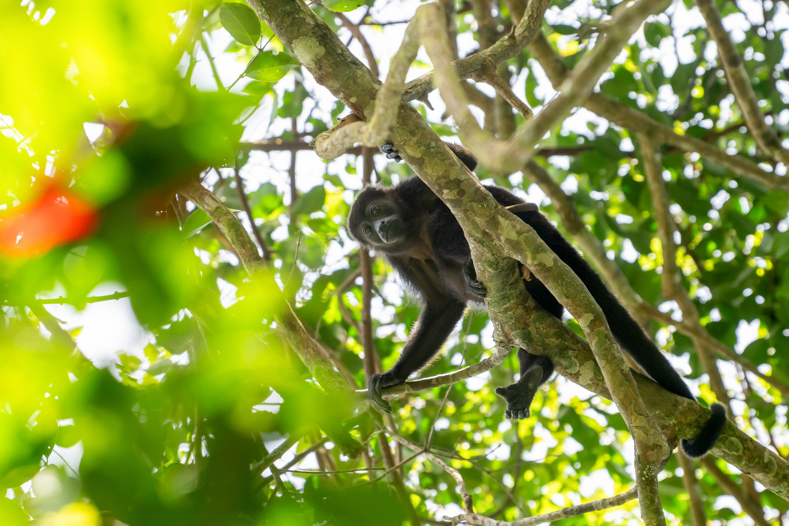 Costa Rica. Foto-Zuev фотография как искусство