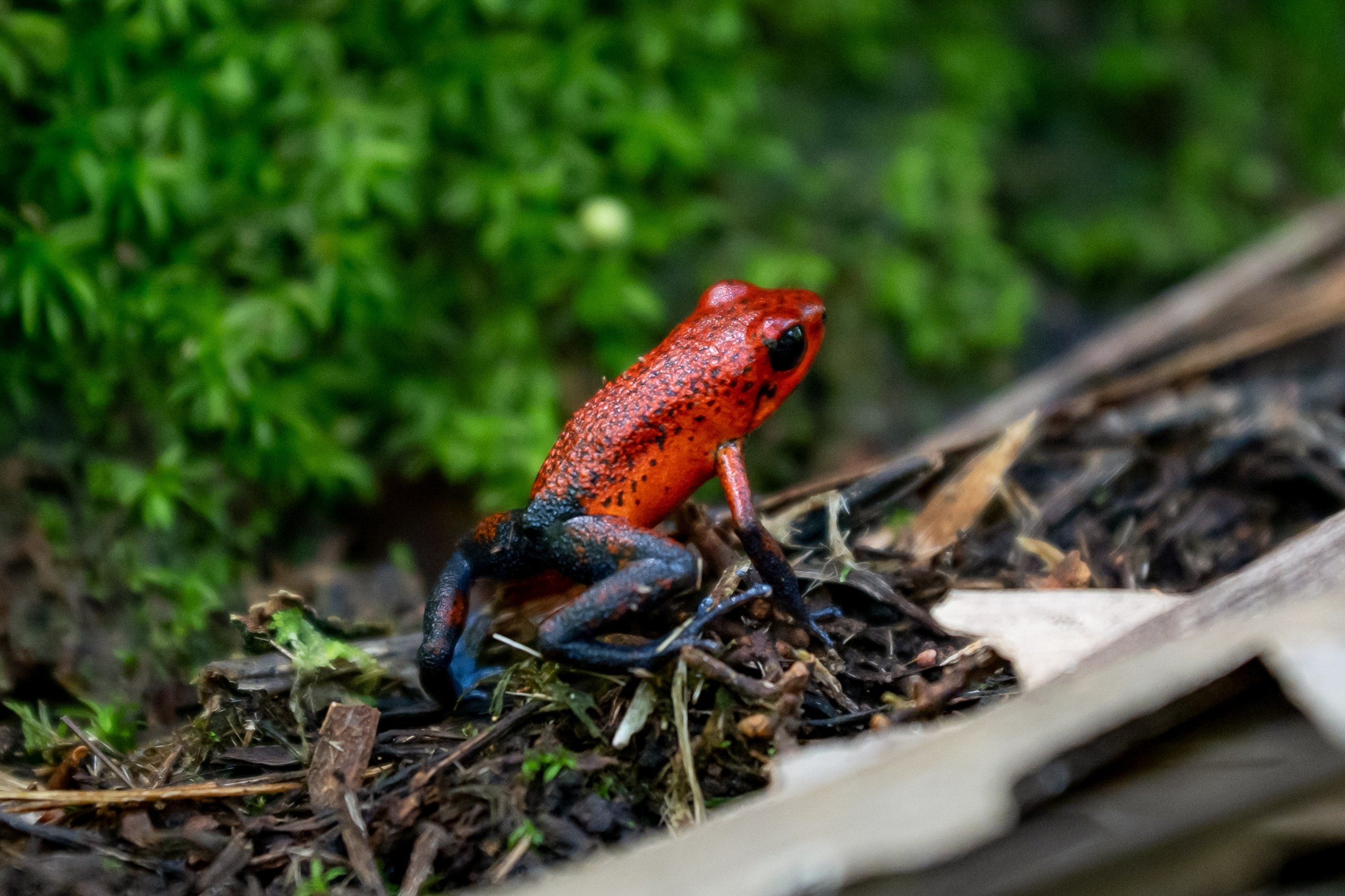 Costa Rica. Foto-Zuev фотография как искусство