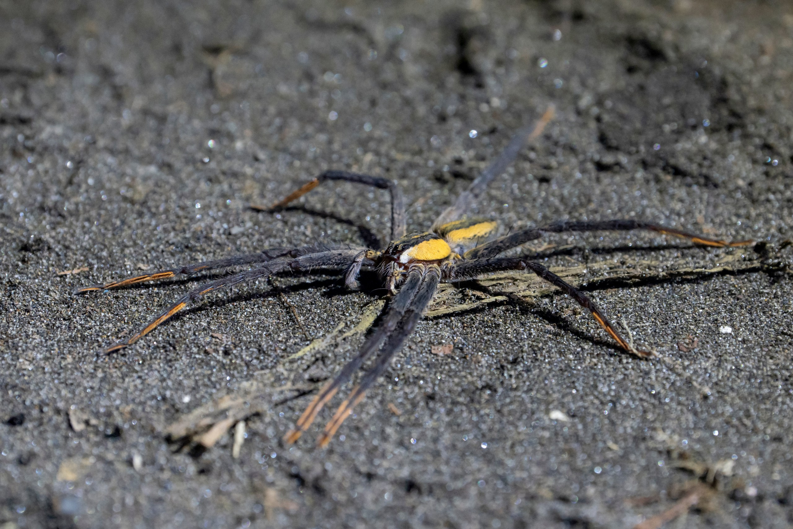 Costa Rica. Foto-Zuev фотография как искусство
