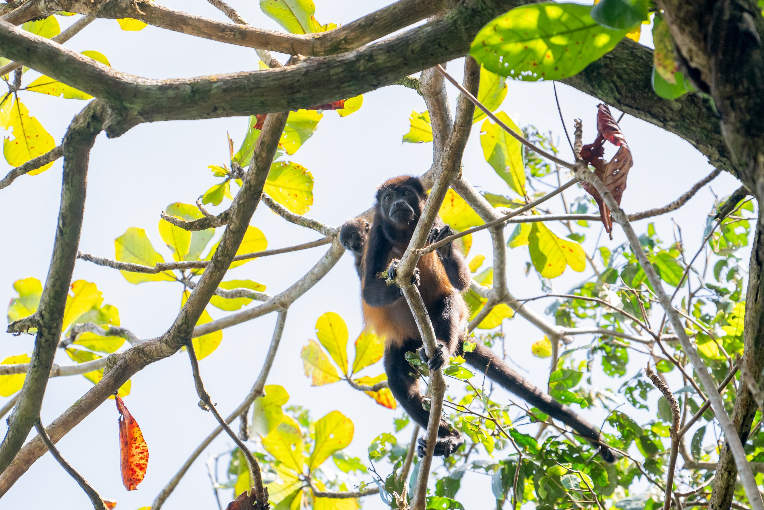 Costa Rica. Foto-Zuev фотография как искусство