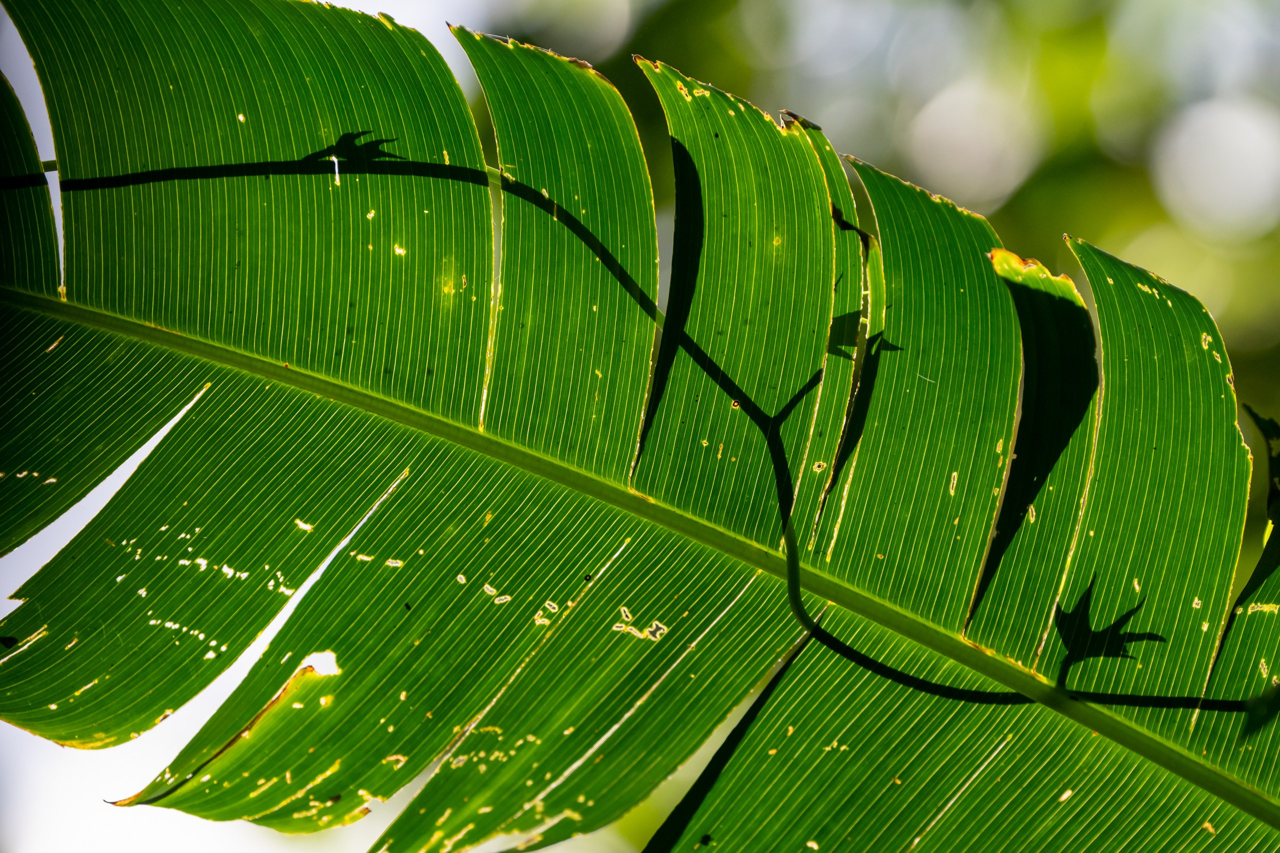 Costa Rica. Foto-Zuev фотография как искусство