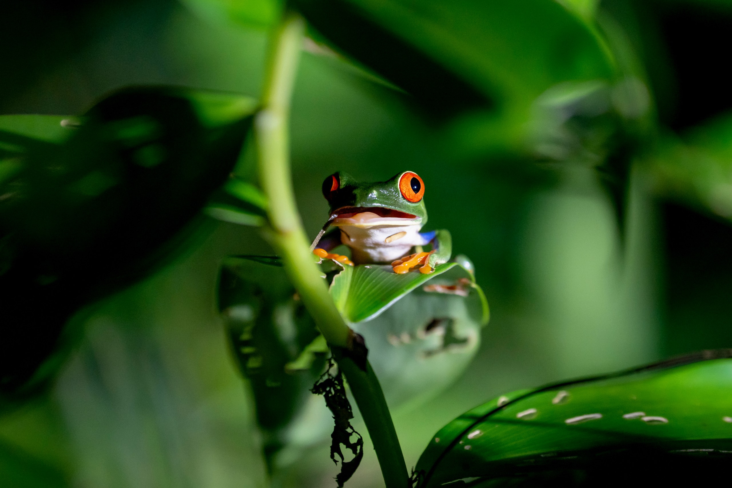 Costa Rica. Foto-Zuev фотография как искусство