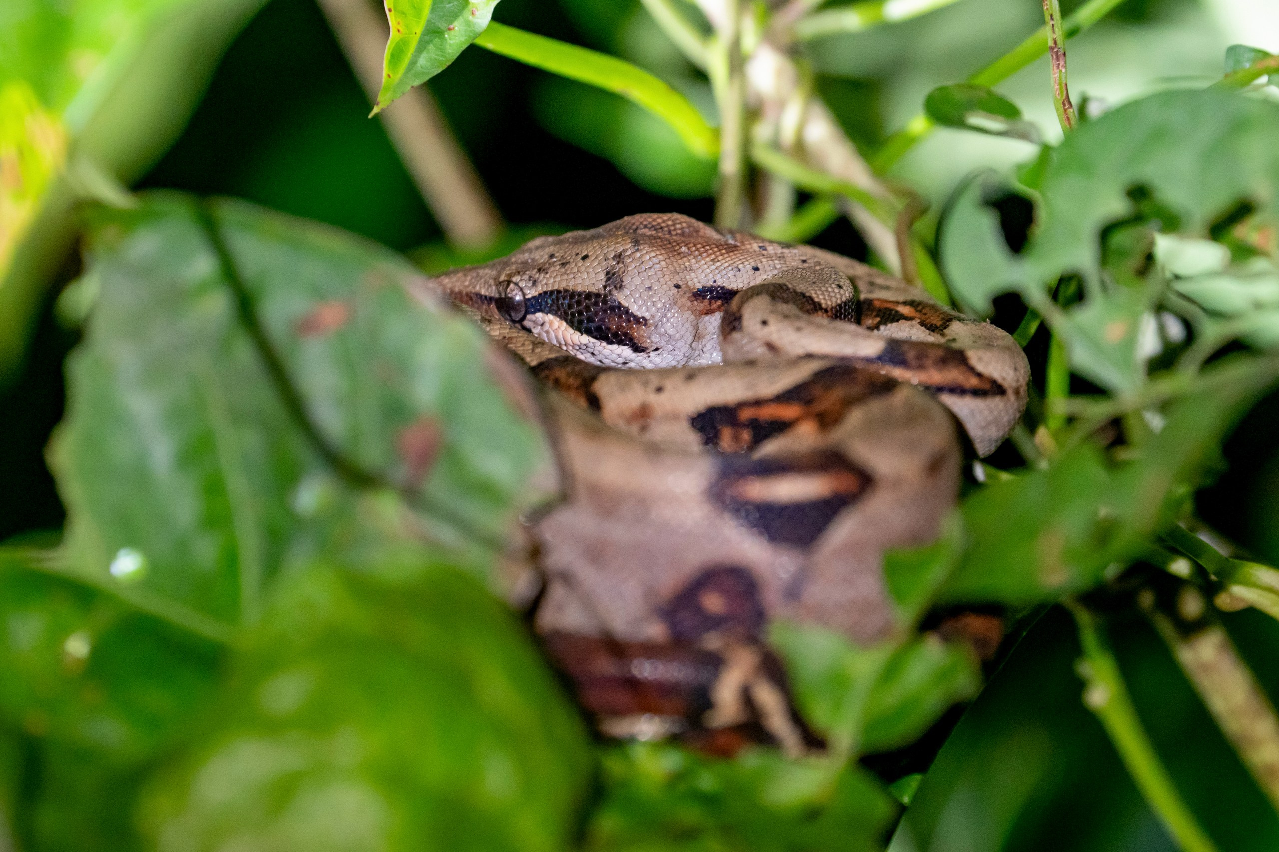Costa Rica. Foto-Zuev фотография как искусство