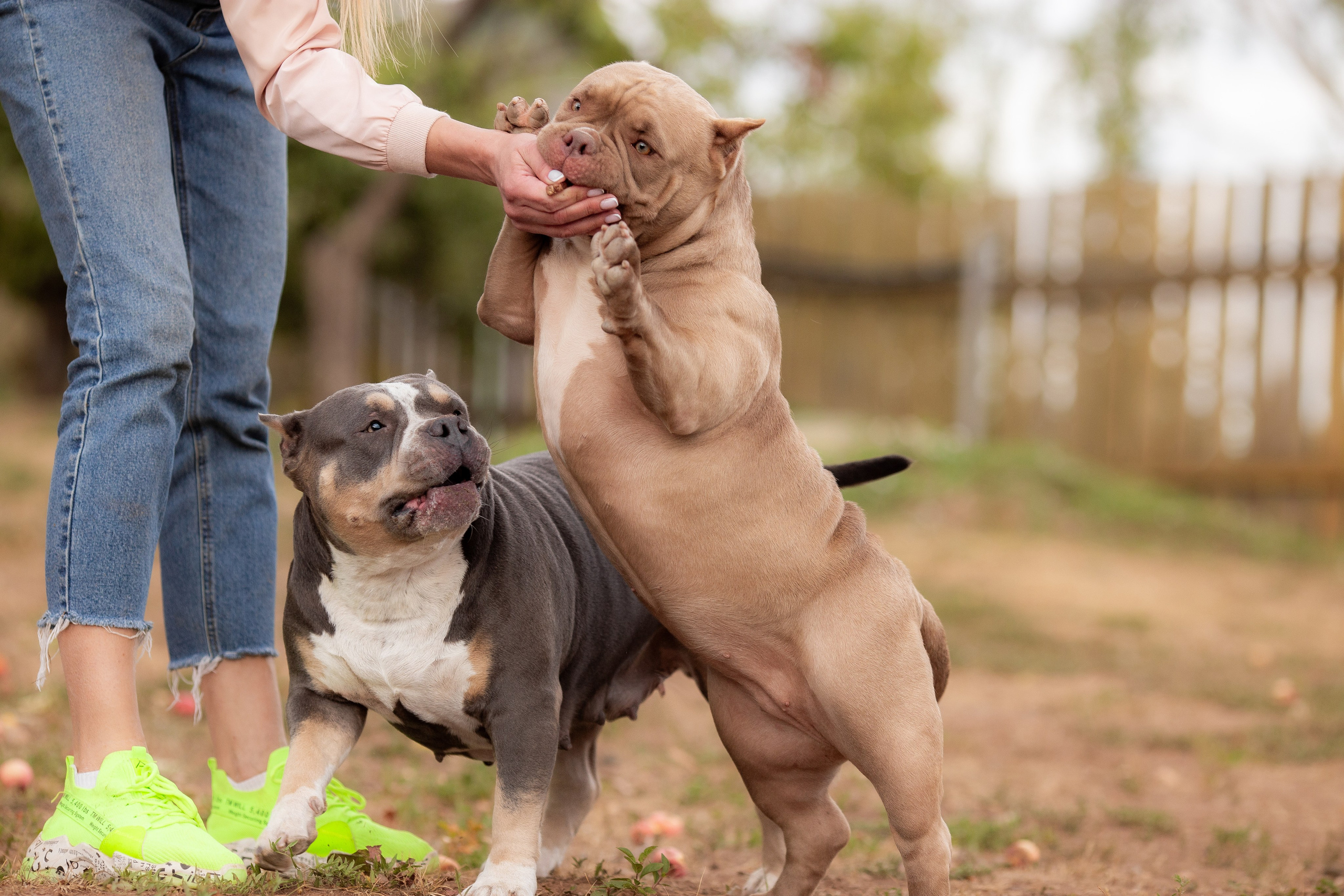 Наталья и булли. Фотограф Анималист в Перми Анастасия Остерман