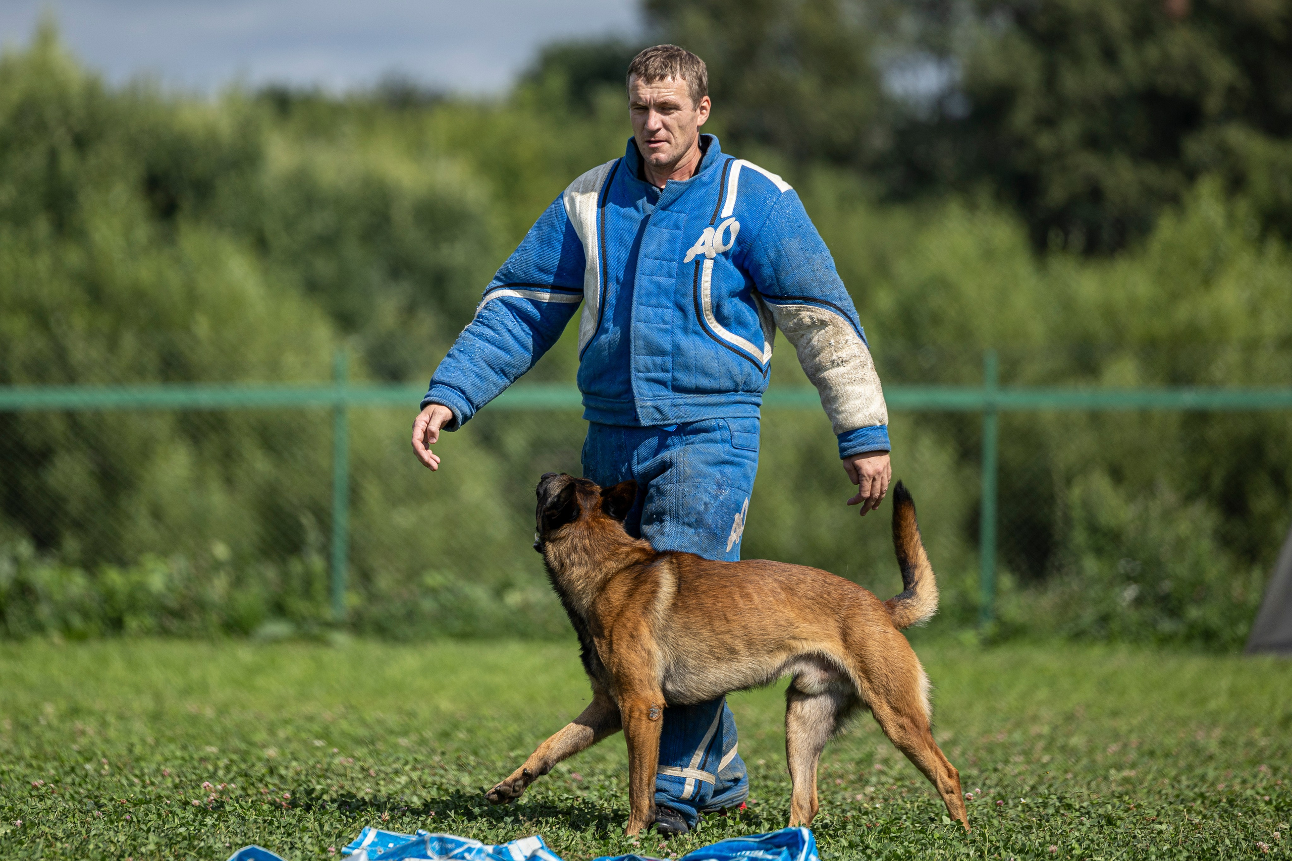 Соревнования по Мондьорингу г. Вологда 10-11.08.2024. Фотограф-анималист Анна Маринич