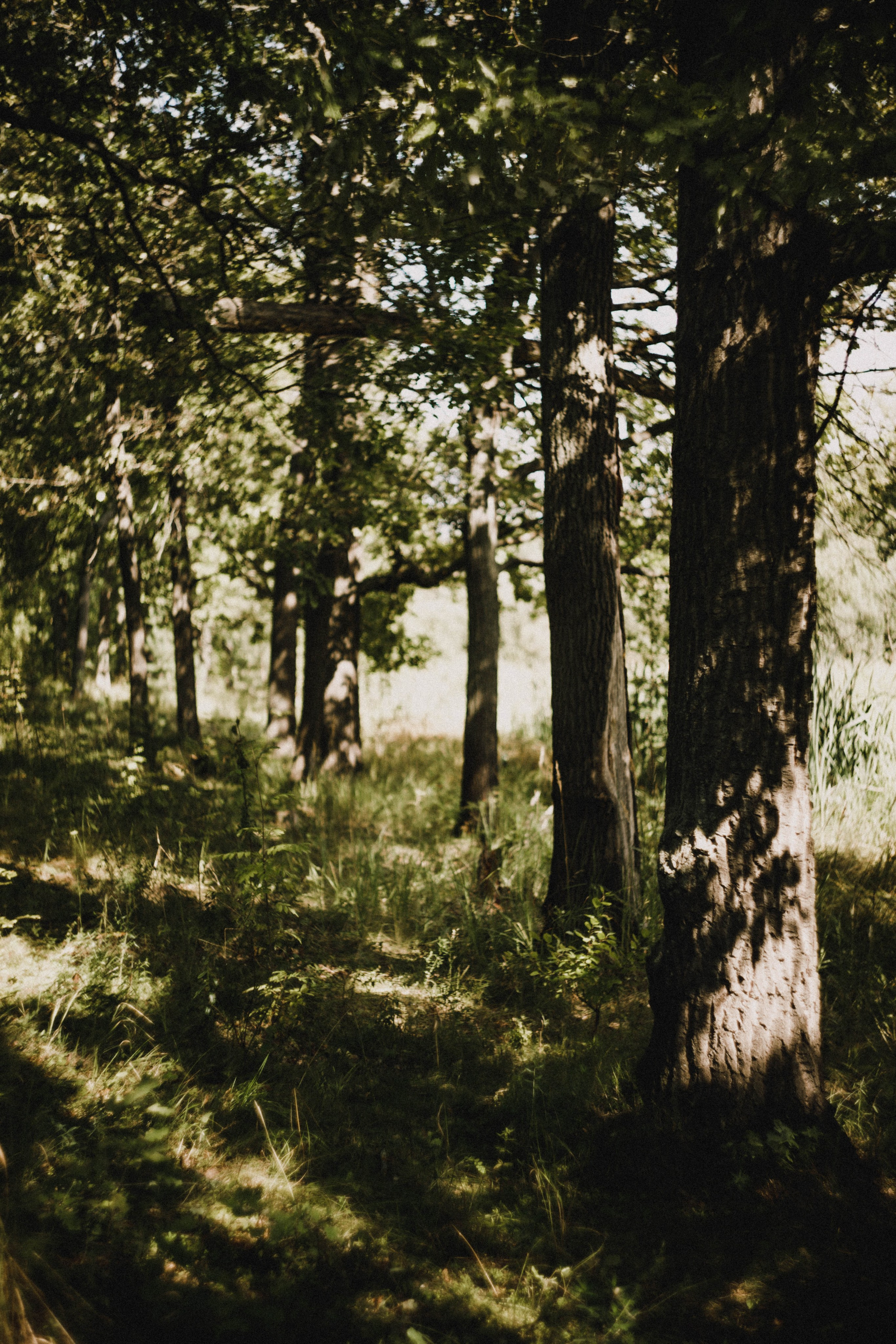 Даша. В тени дубов. Фотограф в Нижнем Новгороде