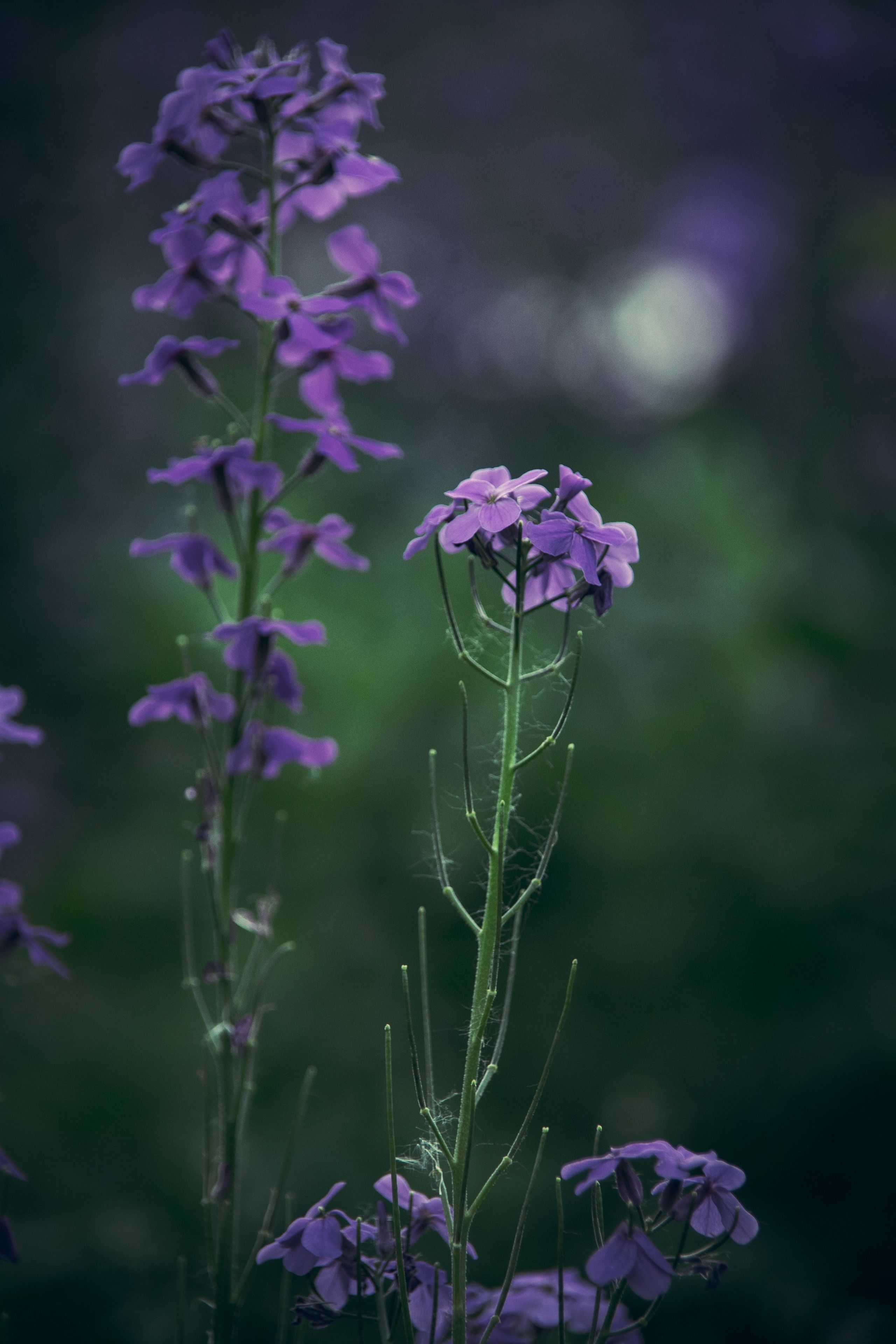 Природа. Darinishna Фэнтези-фотограф Хабаровск