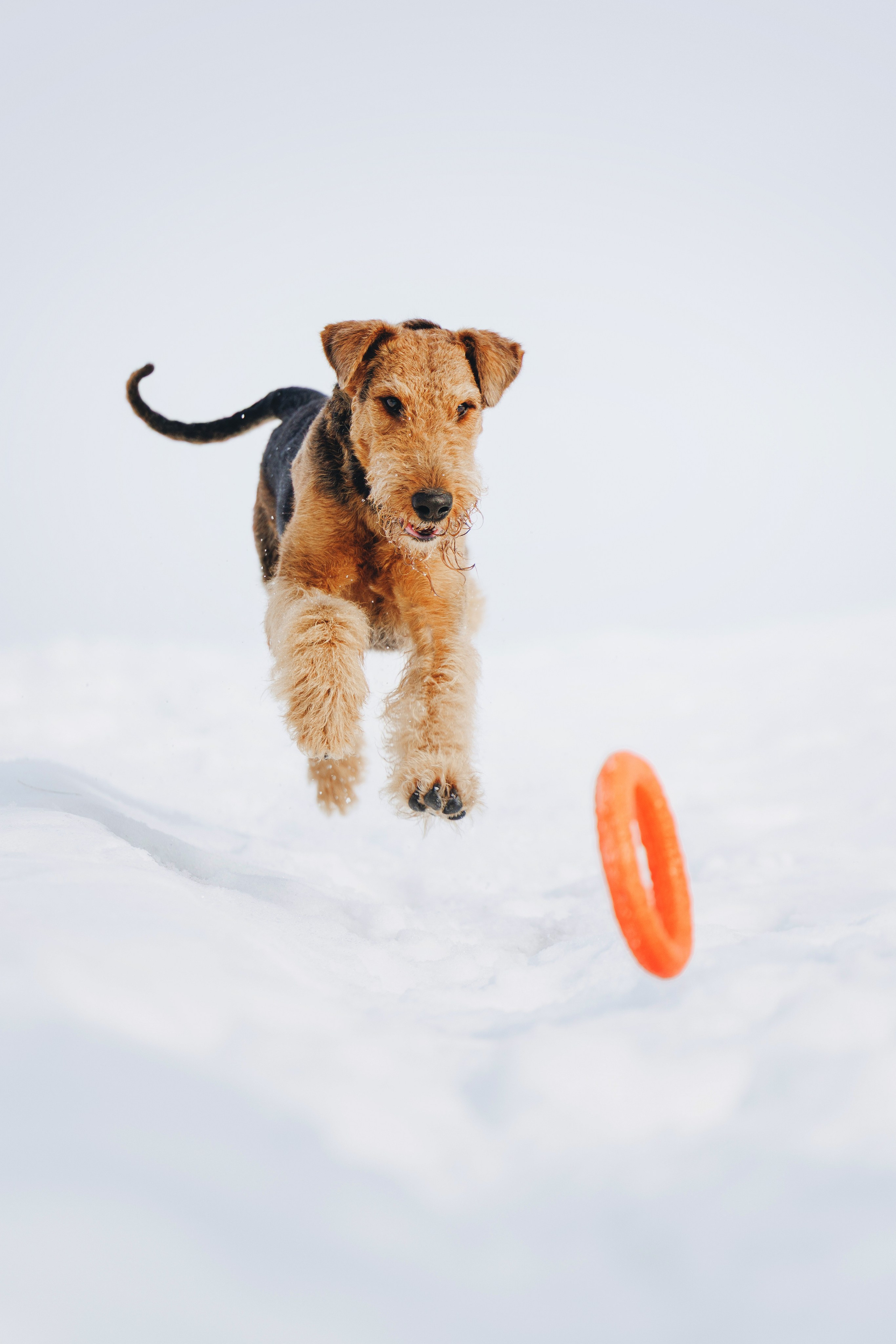 Оля и Хард. Фотограф анималист Осипчикова Мария