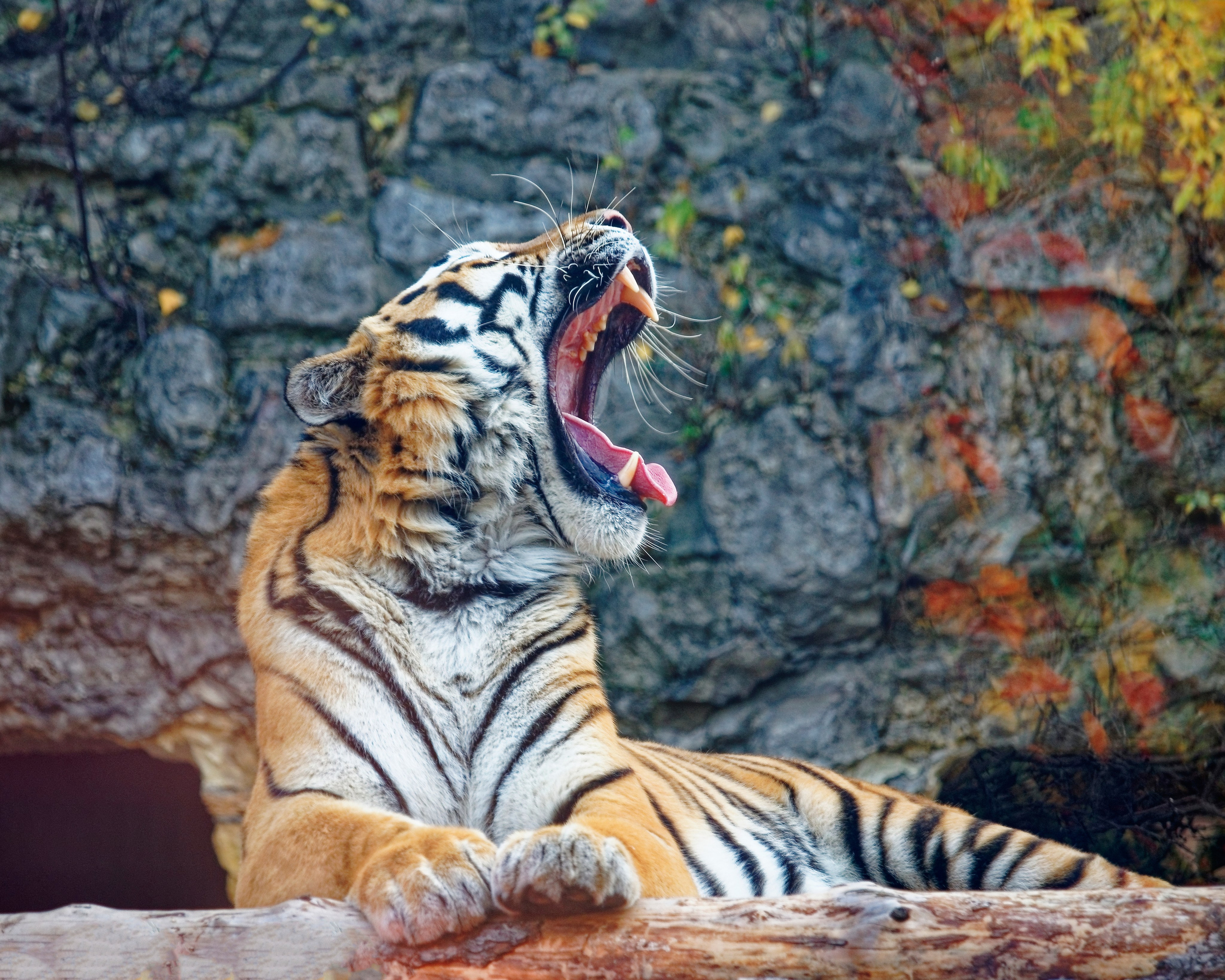 МОСКОВСКИЙ ЗООПАРК. Фотограф Владимир Роля