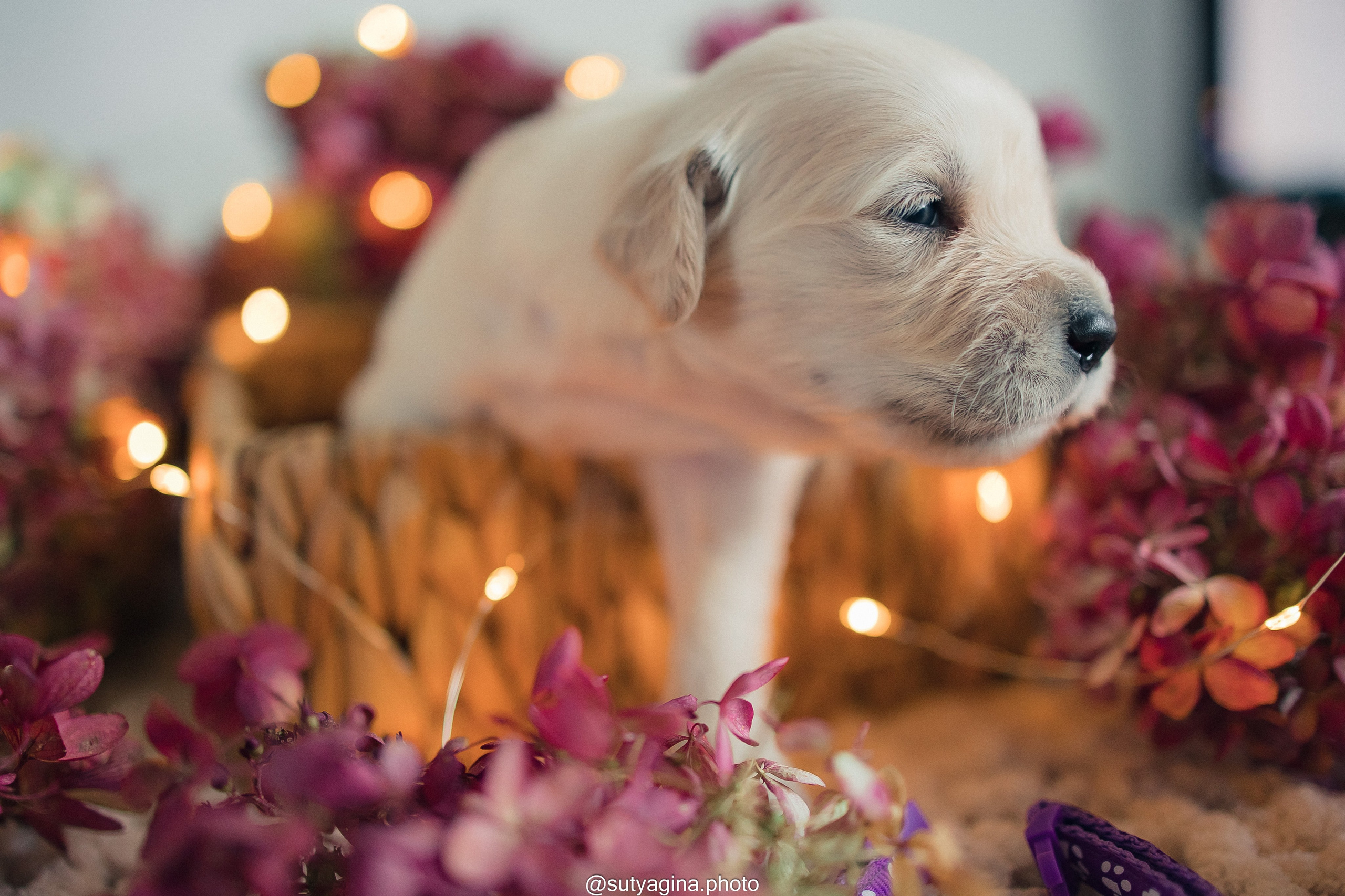 Фиолетовая лента. Свадебный и женский фотограф