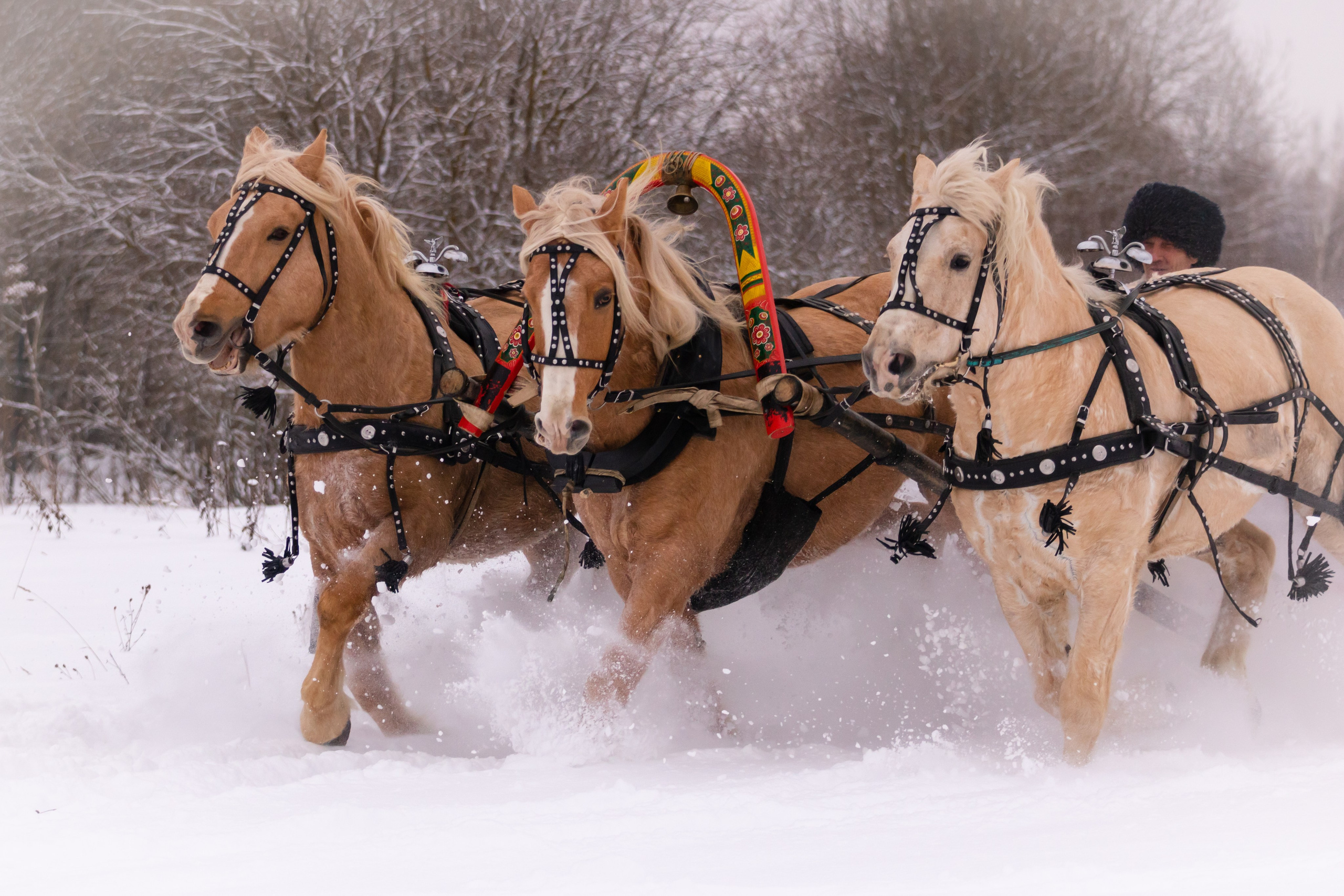 Конные охоты Аванпост 27 января 2024 г. Семейный и детский фотограф в Москве и Можайске Мария Бочкарева