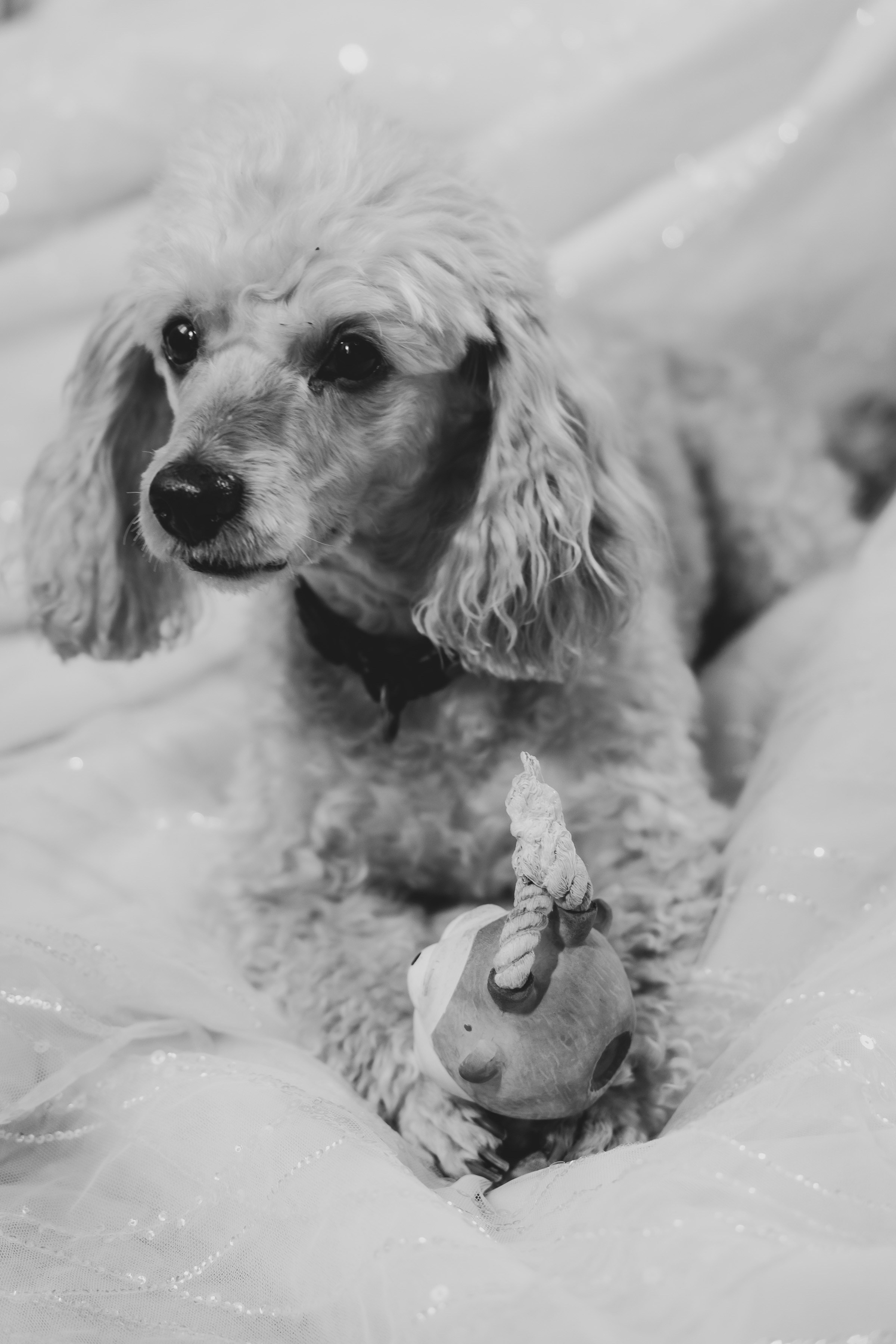 Свадьба А & А. Свадебный Фотограф в Москве Гор Магтагян