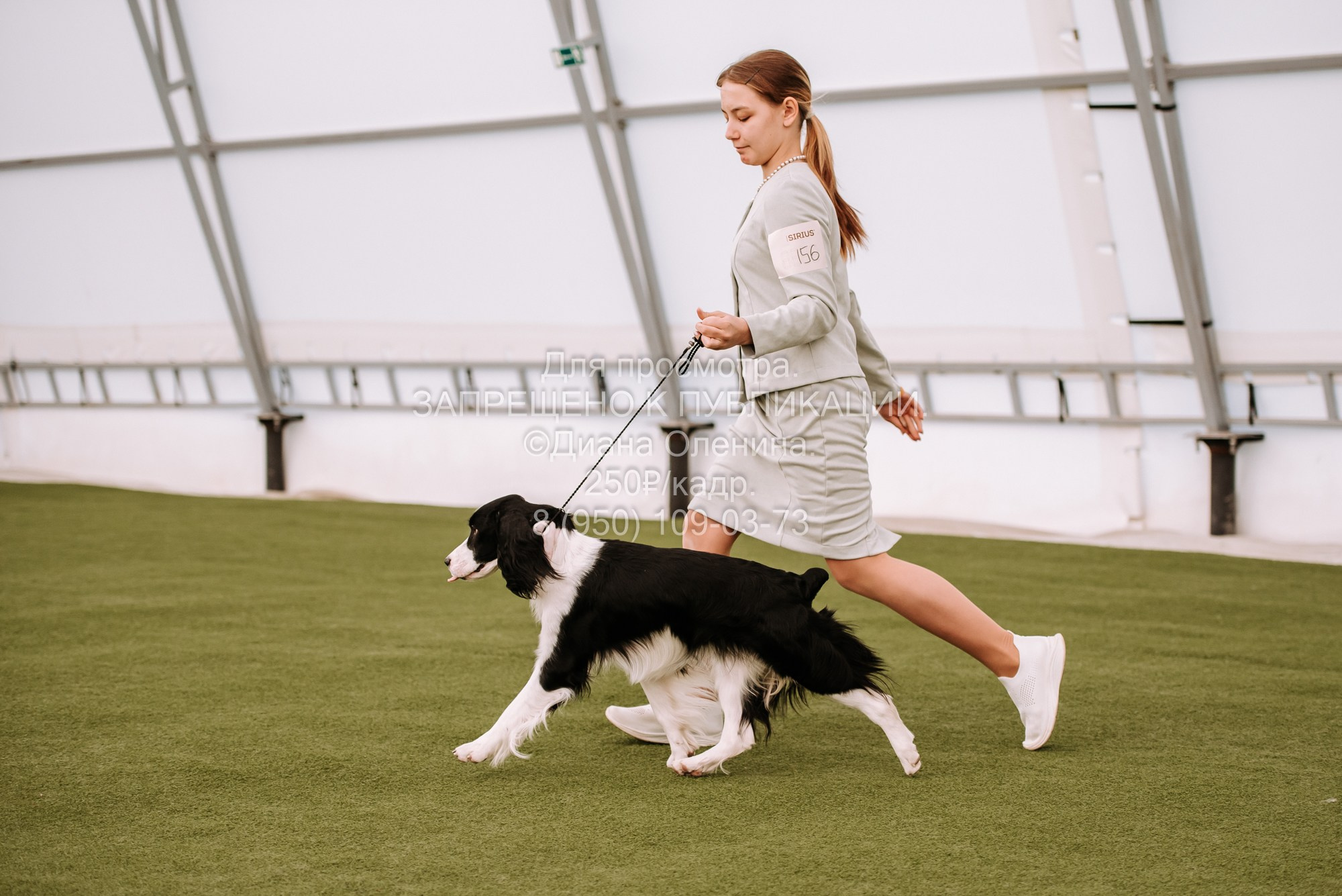 Выставка собак Красноярск 2.06. Фотограф Диана Оленина Красноярск / Братск