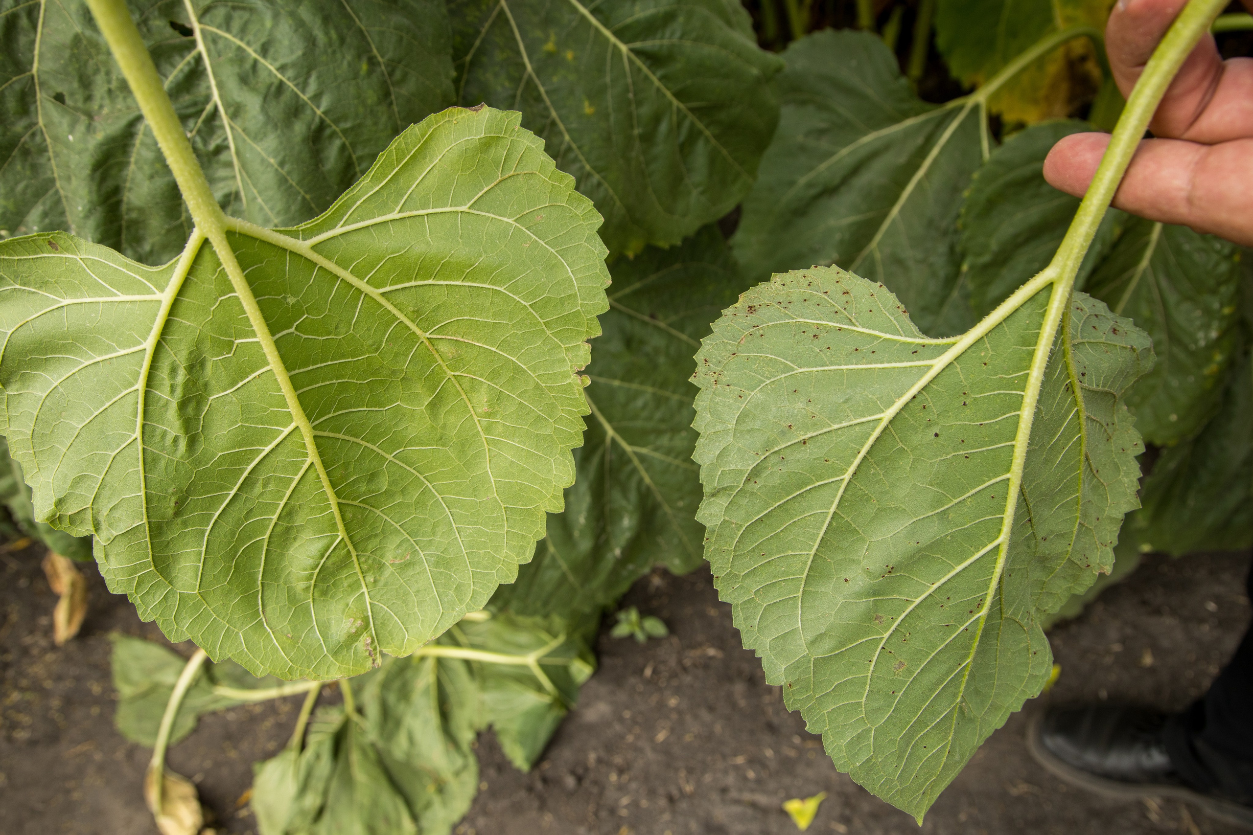Решения для сельского хозяйства BASF 16.08.2022. Владислав Волков | Фотография и видеосъемка в Воронеже
