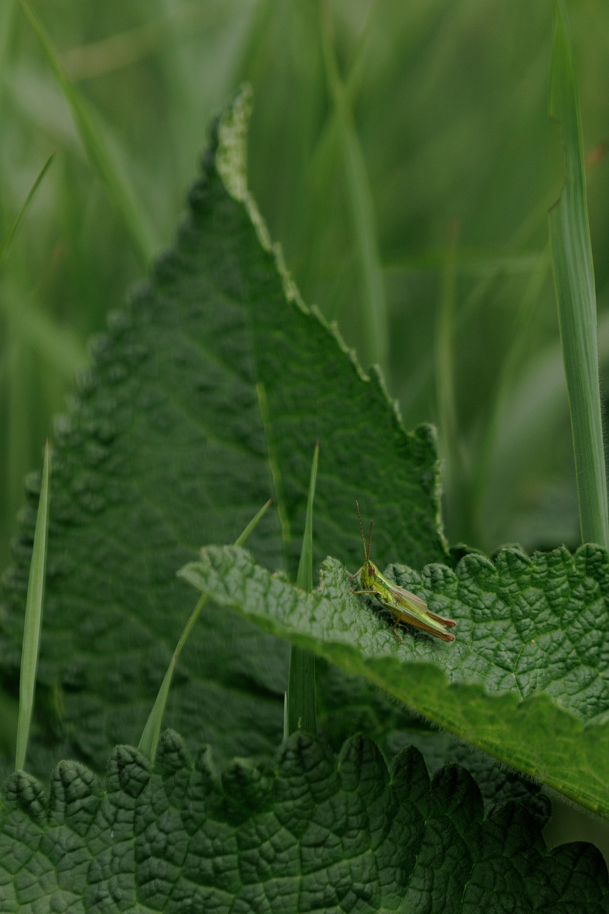 Ты, я и море. Свадебный фотограф