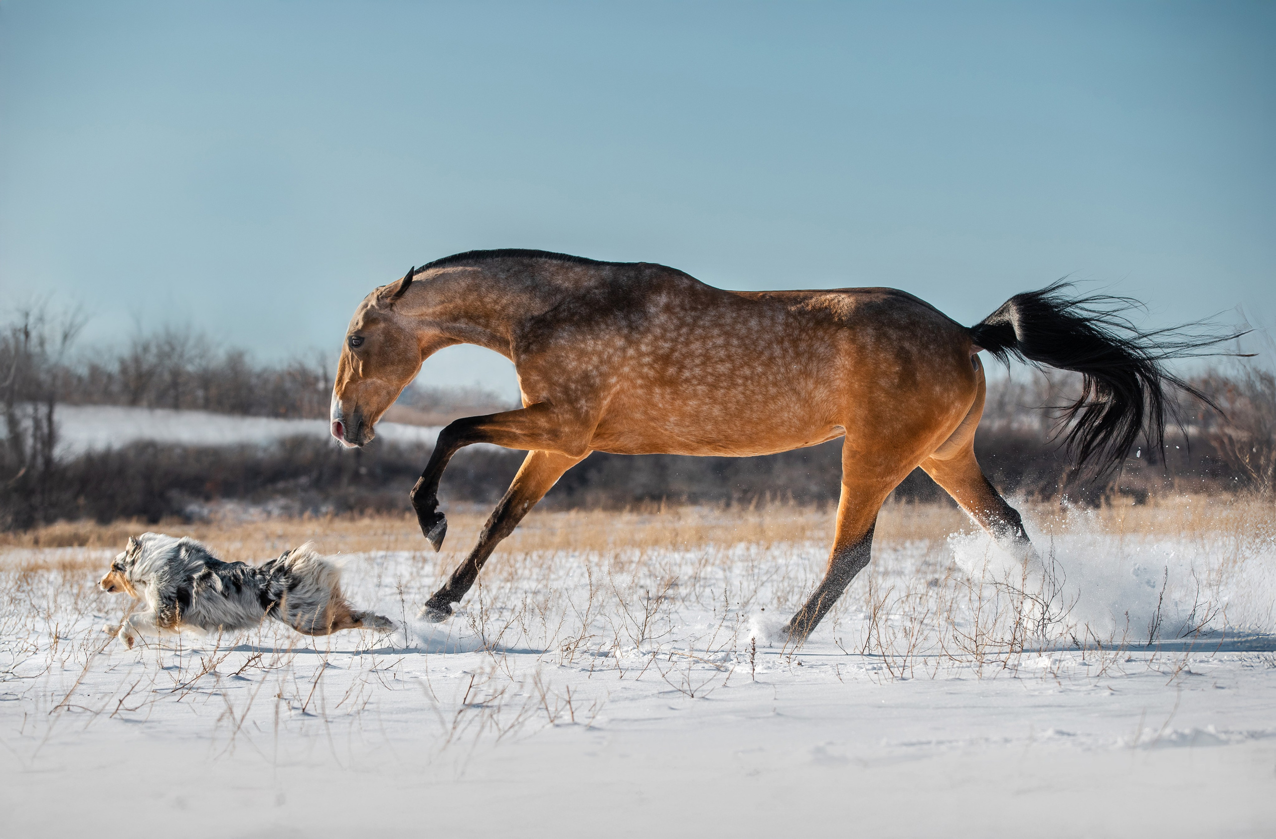 В движении. Фотограф-анималист Ксендзова Кристина