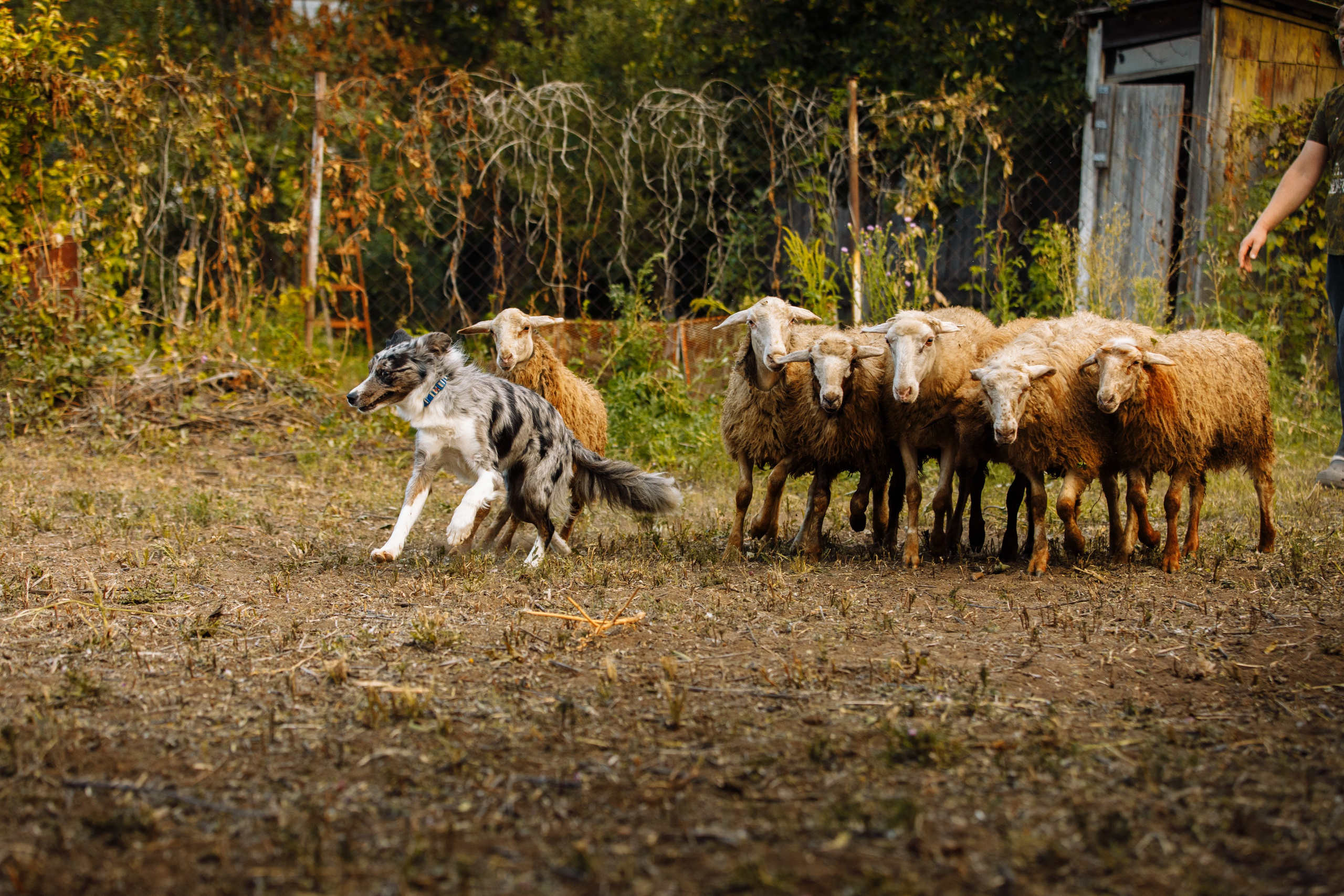 Овечий день. О нас