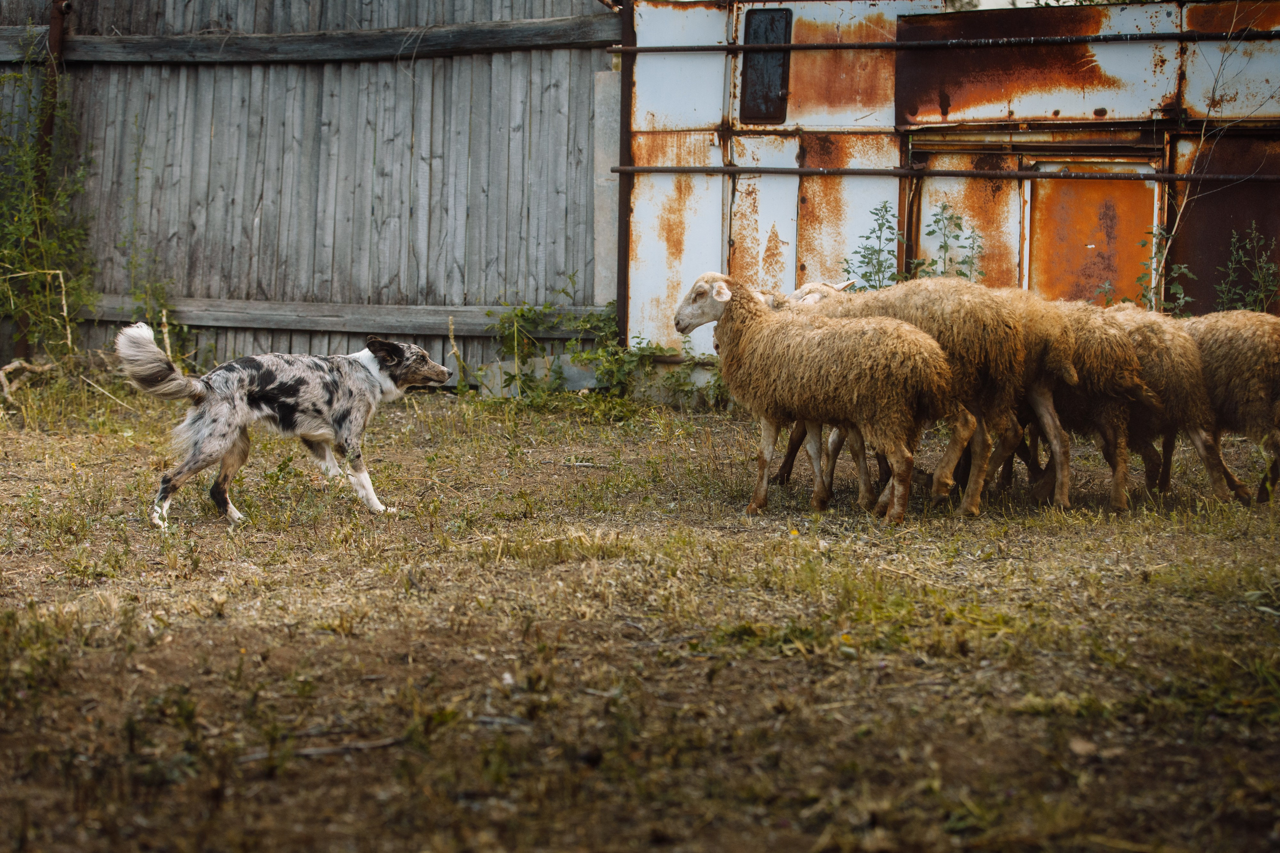 Овечий день. О нас