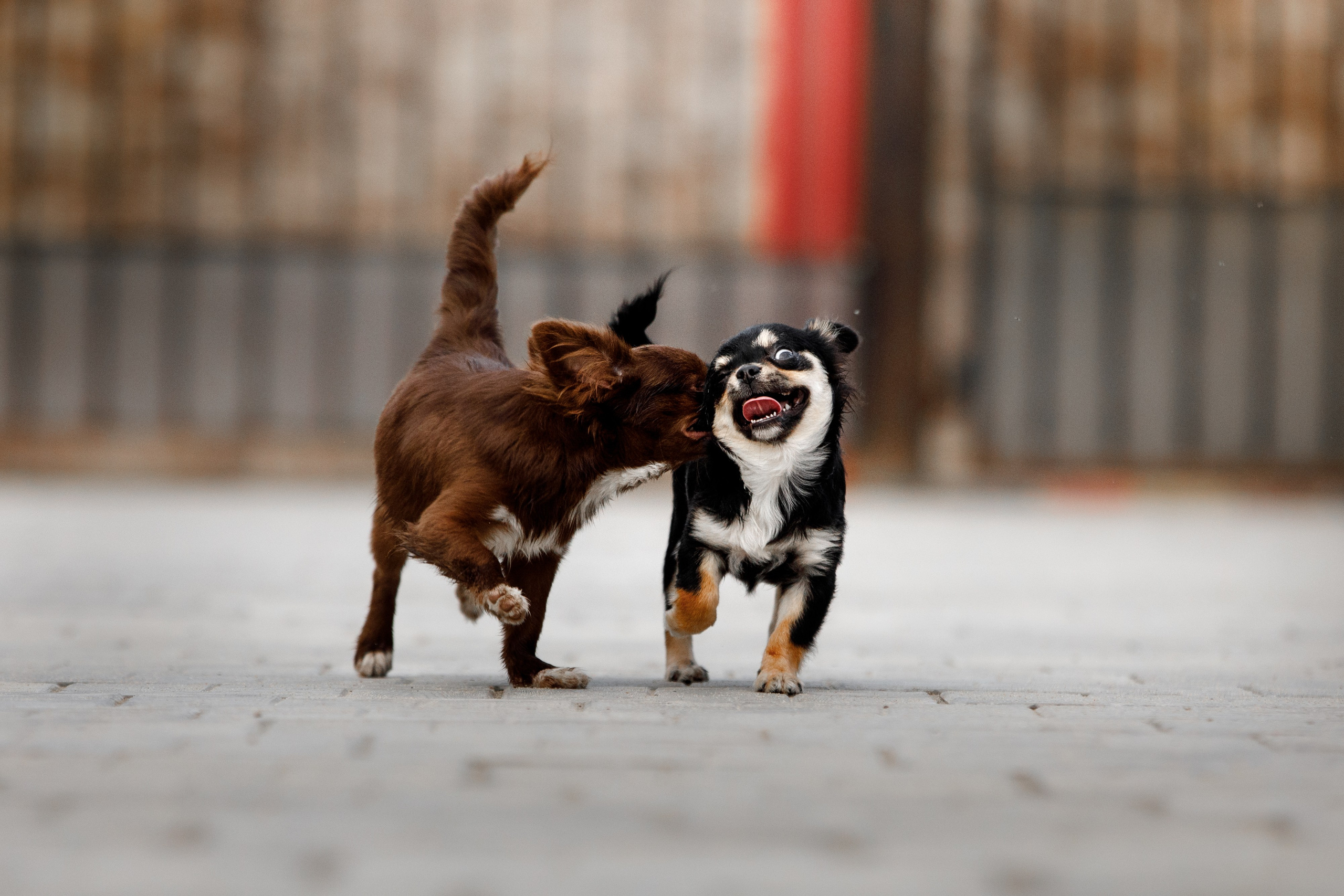 Болтовня в саду. О нас