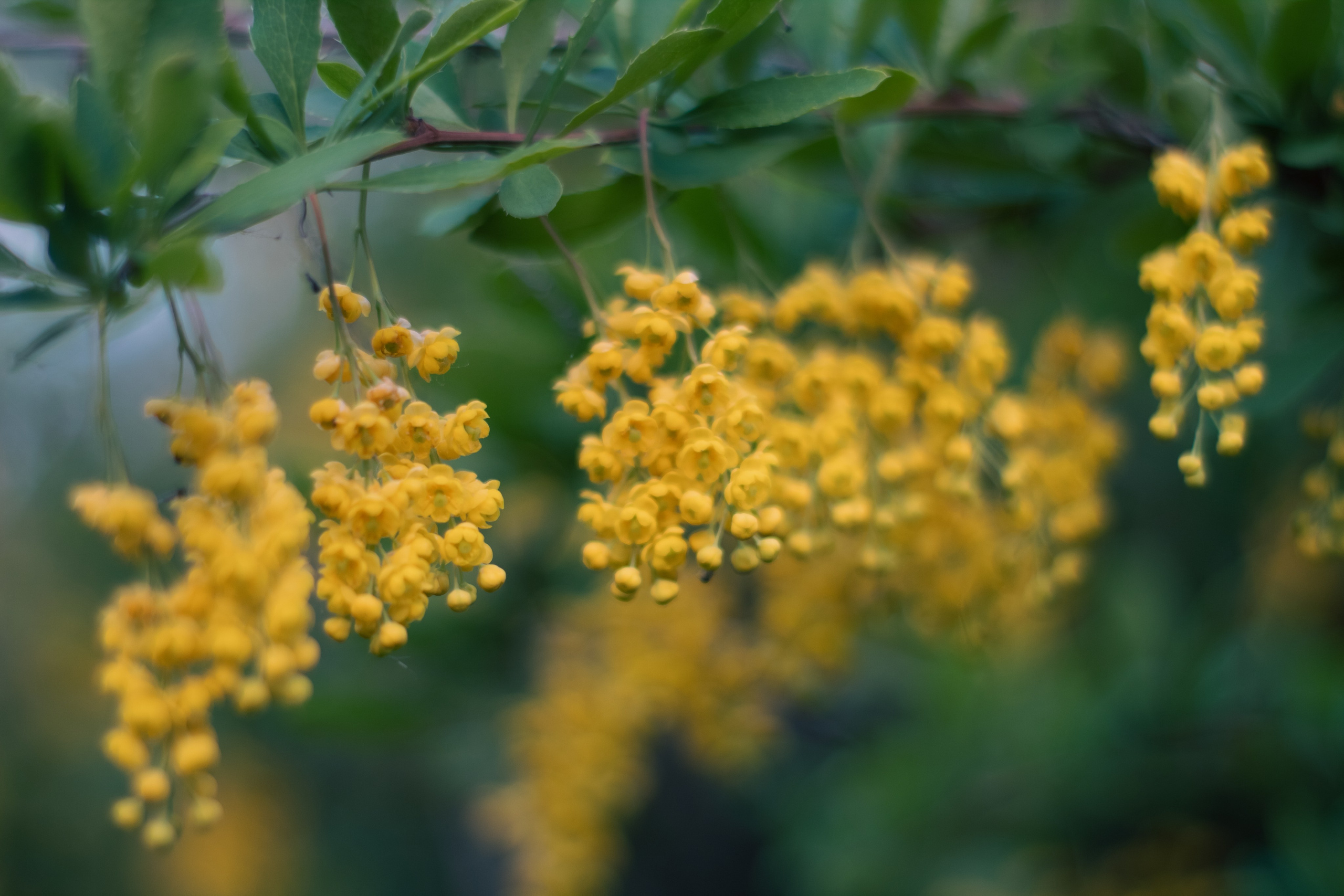 Lilac. Свадебный и семейный фотограф в Красноярске Леонид Максимов