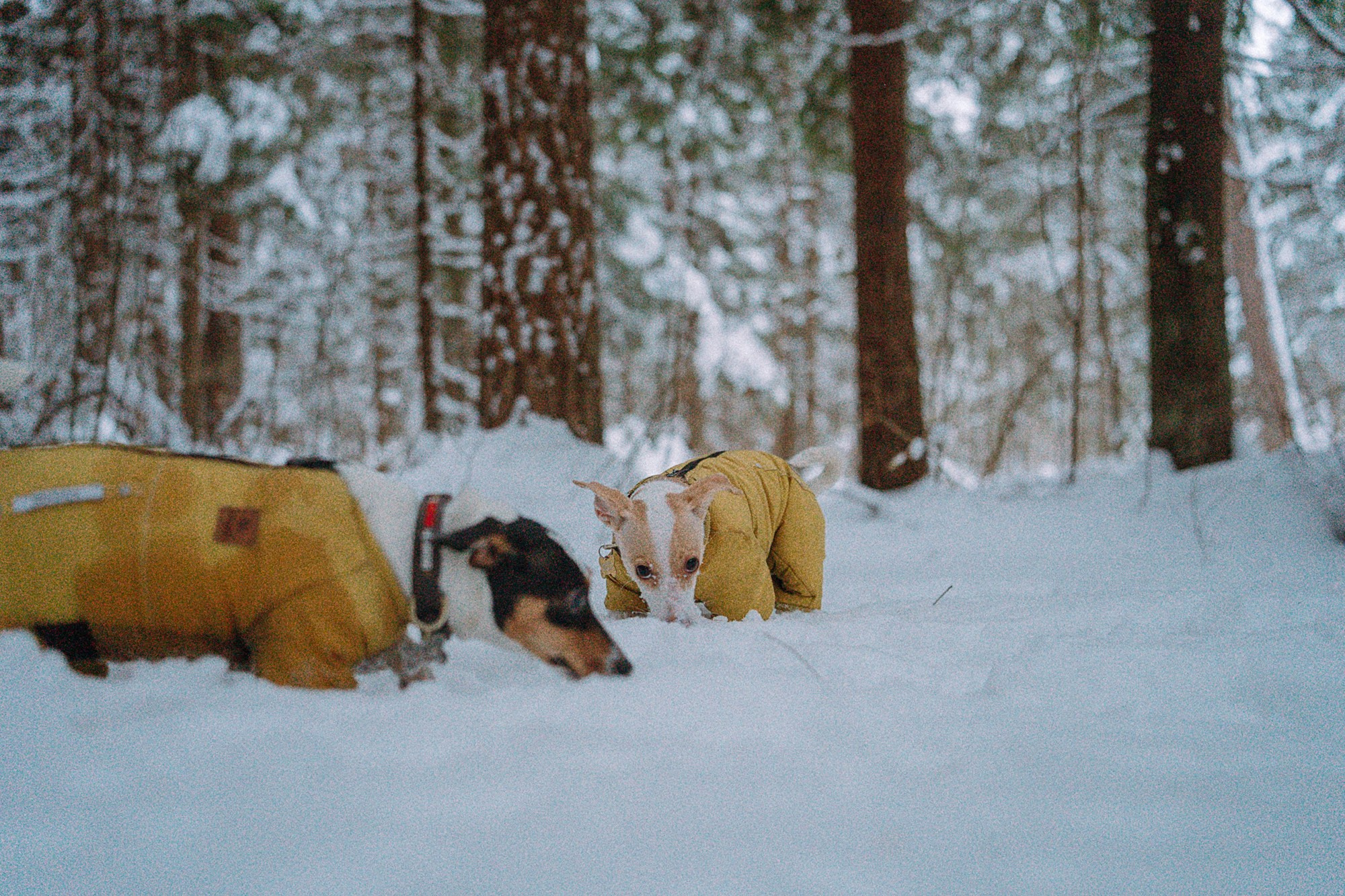 Алина, Ваниль и Элис. Фотограф анималист в Москве и Санкт-Петербурге Свиридова Анна