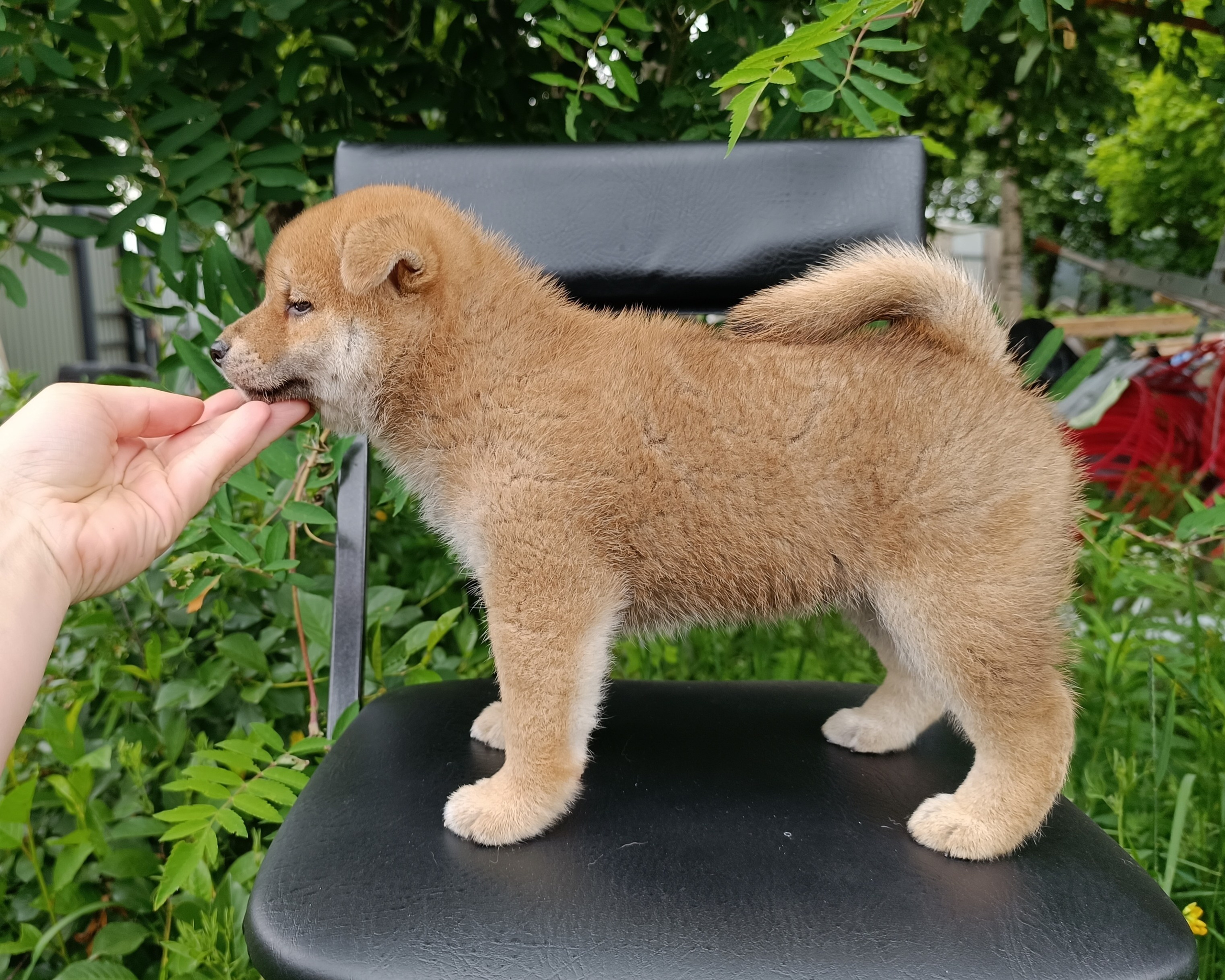 Сиба Rubylight Germes питомник Рубилайт