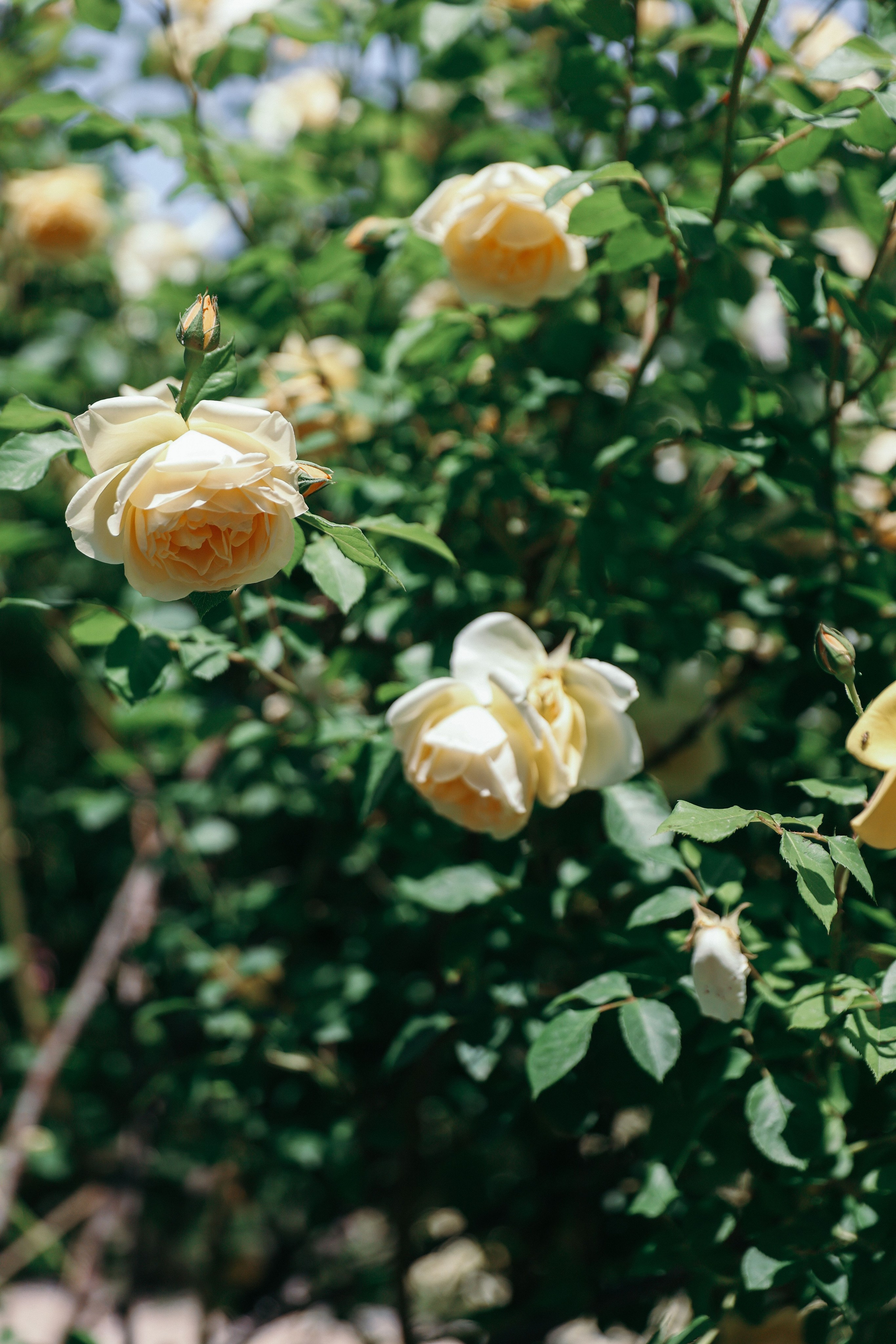 Анонс свадьба Даниил и Анастасия. Свадебный и семейный фотограф в Севастополе и Крыму Анастасия Сураева