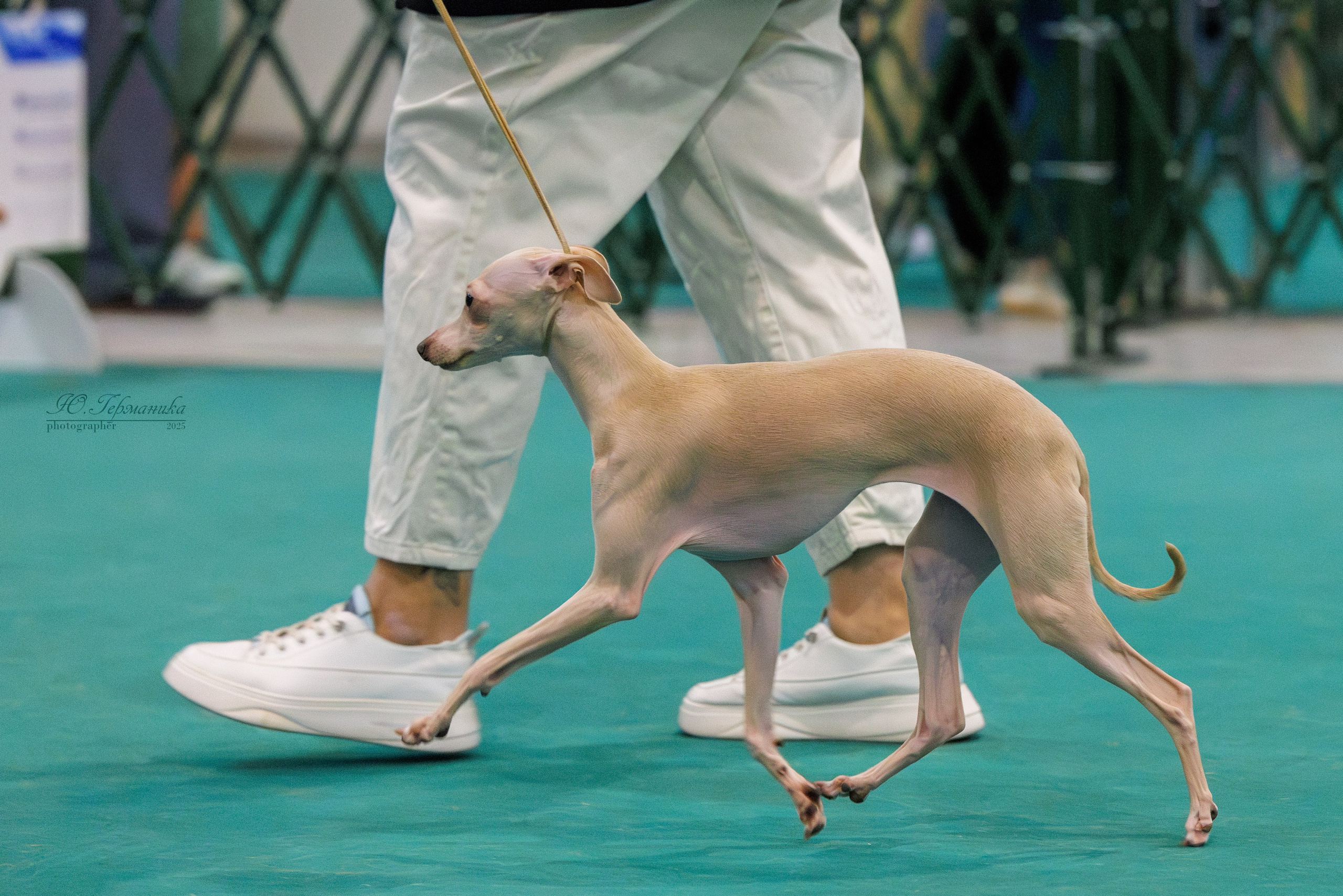 Питер ротвейлеры 18.01,Крокус 19.01.2025. Фотограф-анималист Юлия Германика