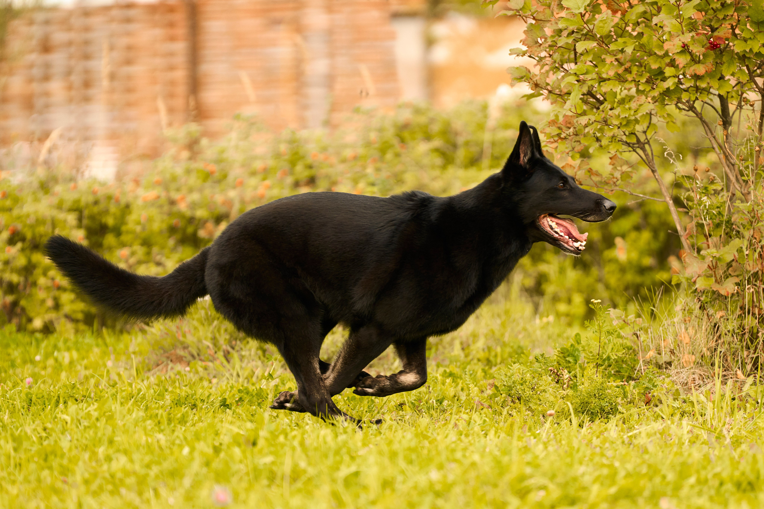 Фотосессия ваших питомцев. Женский и свадебный фотограф в Москве Елена Тараскина