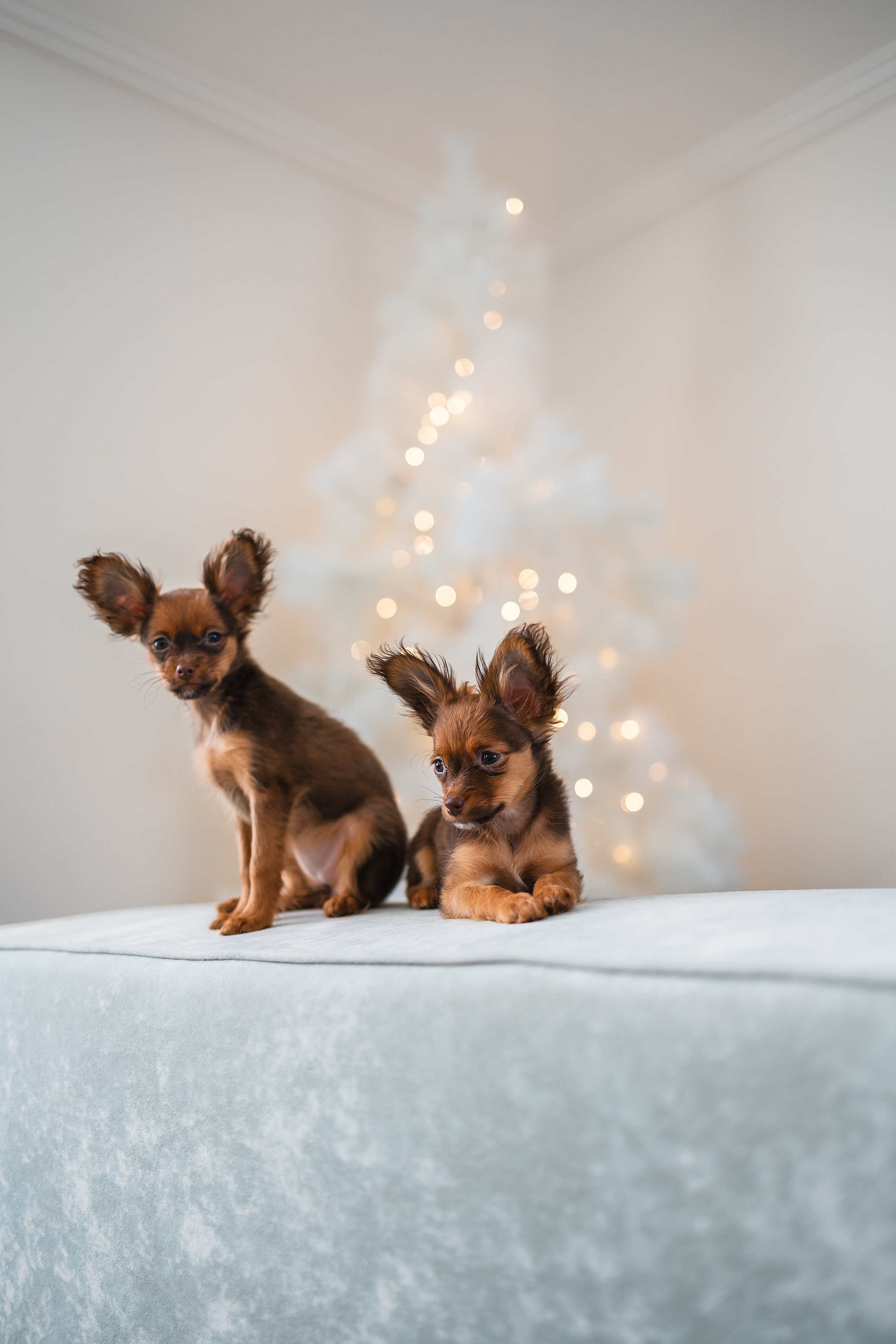 Малыши Той Терьер. Фотограф Анималист в Москве Анастасия Жучкова