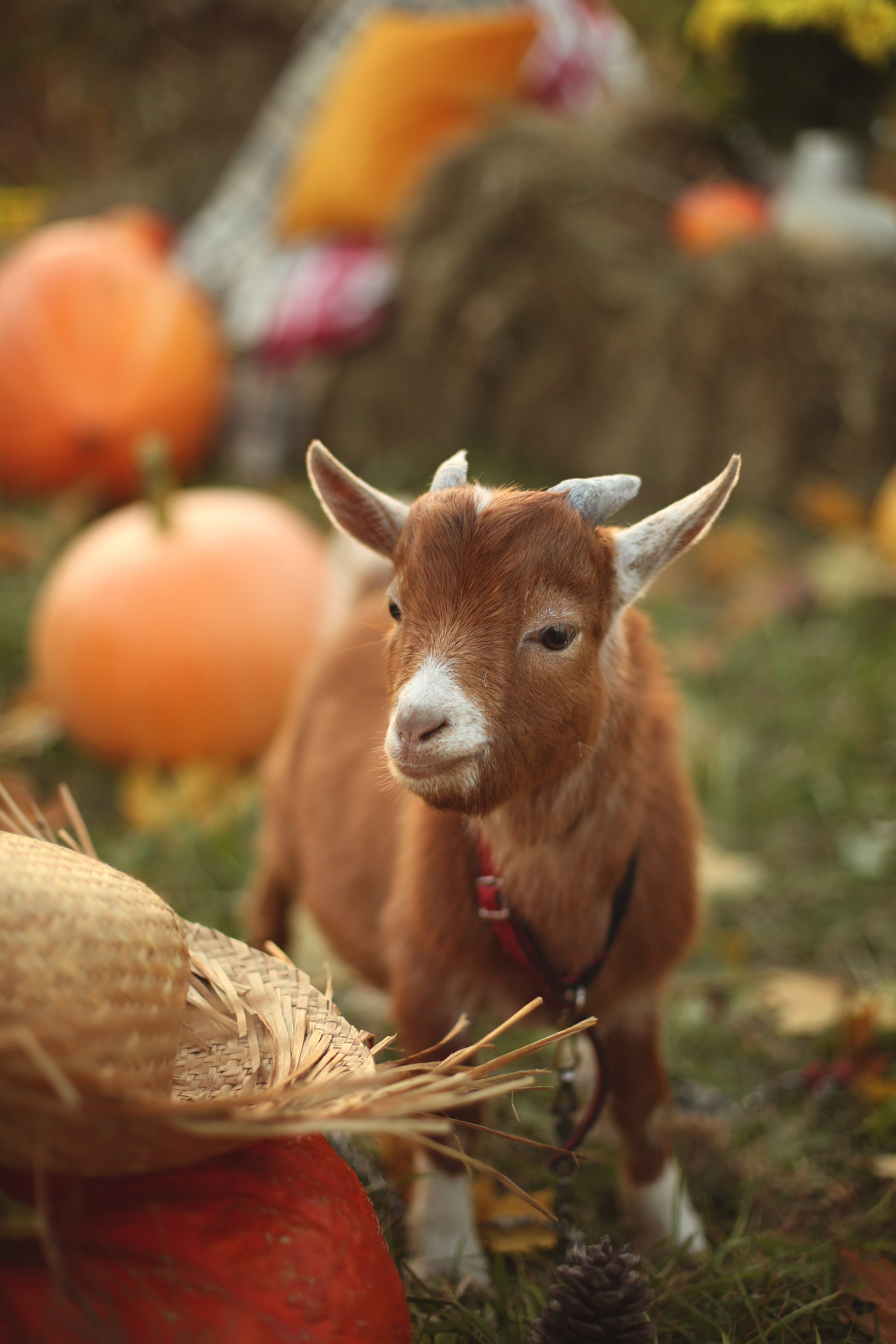 Осенний пикник с кроликом. Фотограф Ульянкина Мария