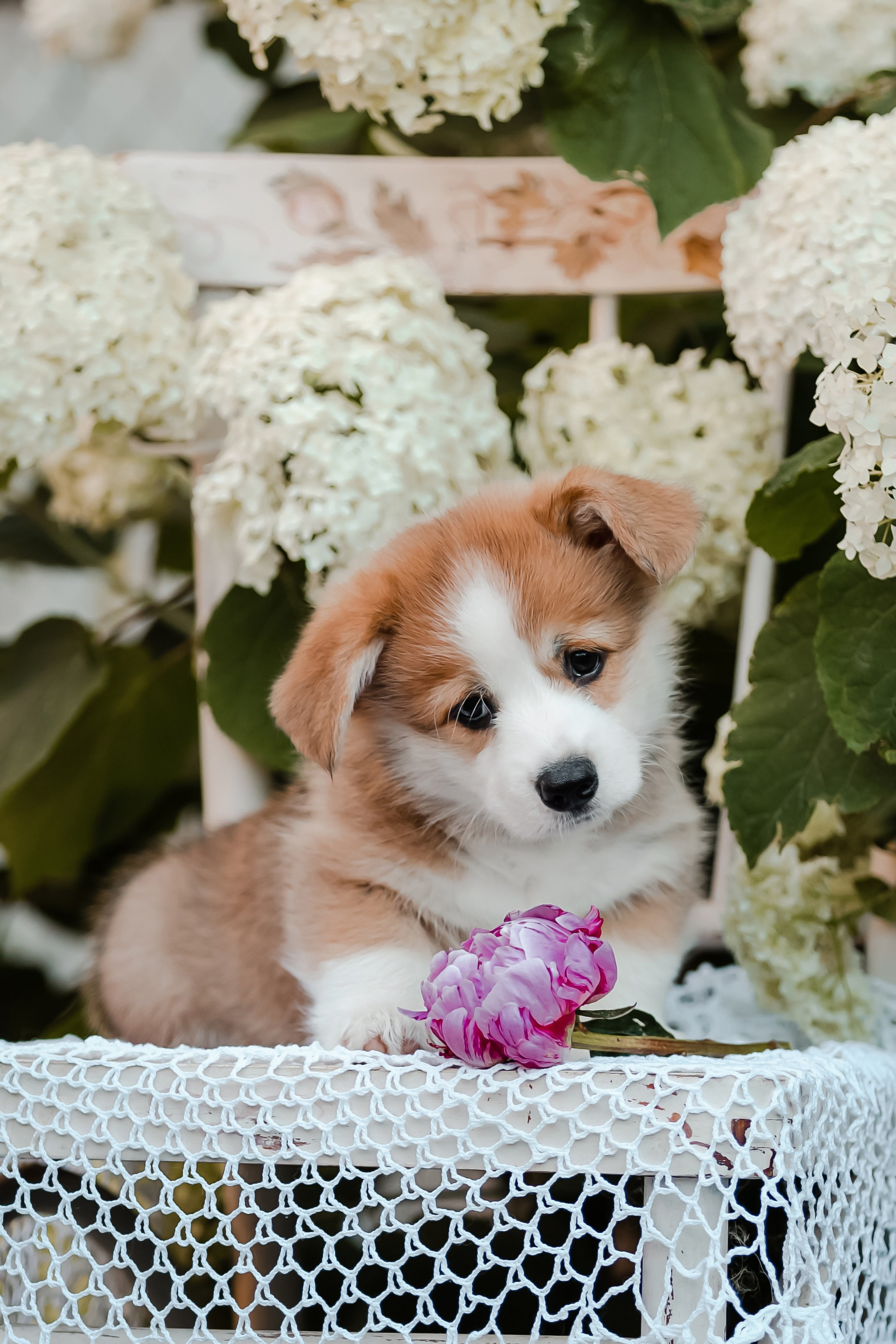 Щенки корги в корзинах и цветах. Фотограф-анималист в Краснодаре Маша Мельникова
