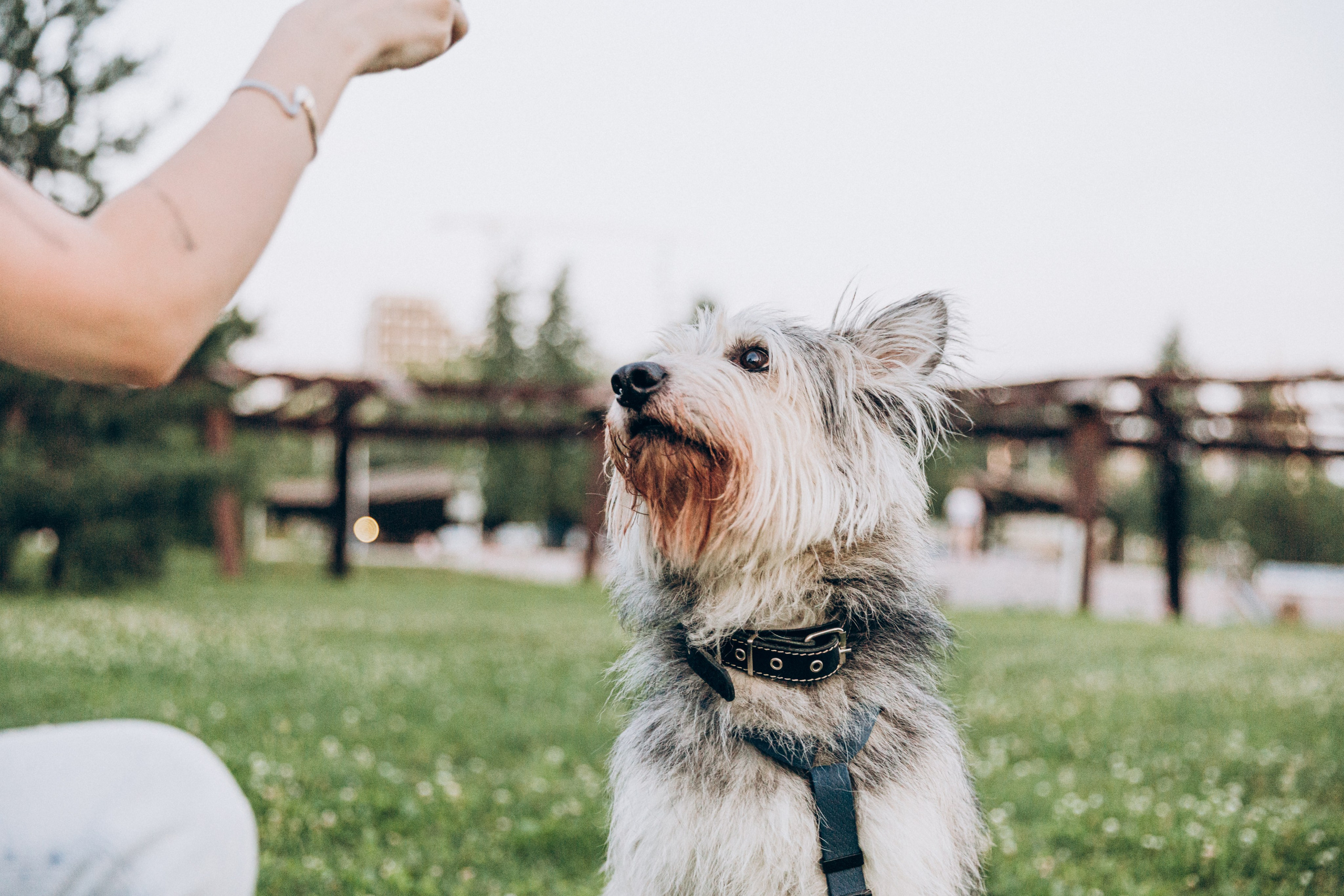 Лера и Тимон в Тюфелевой роще. Фотограф-анималист в Москве Соломонова Варвара