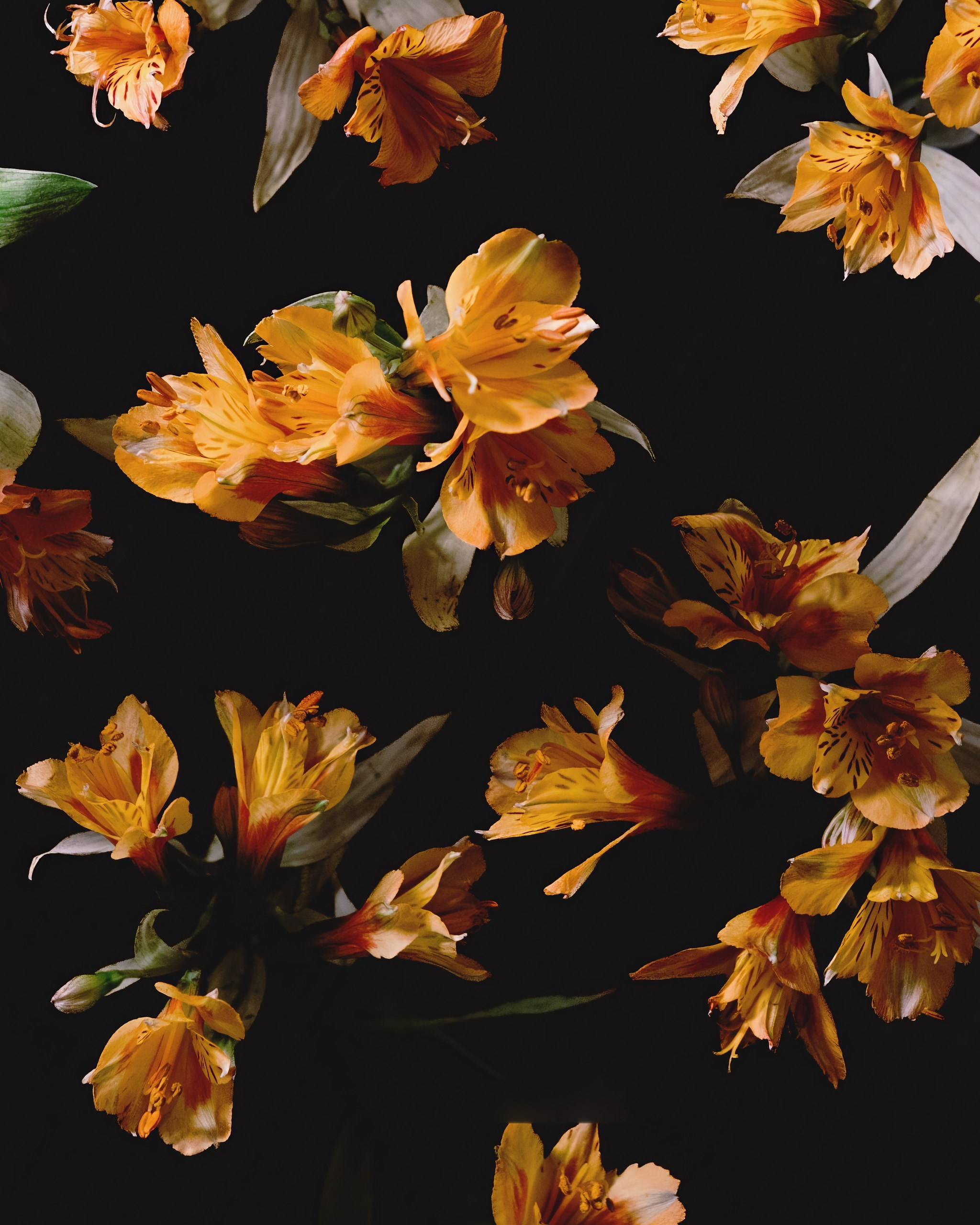 Flowers photoshoots. Zamira Sozieva ~ Portrait Photographer ~ Moscow