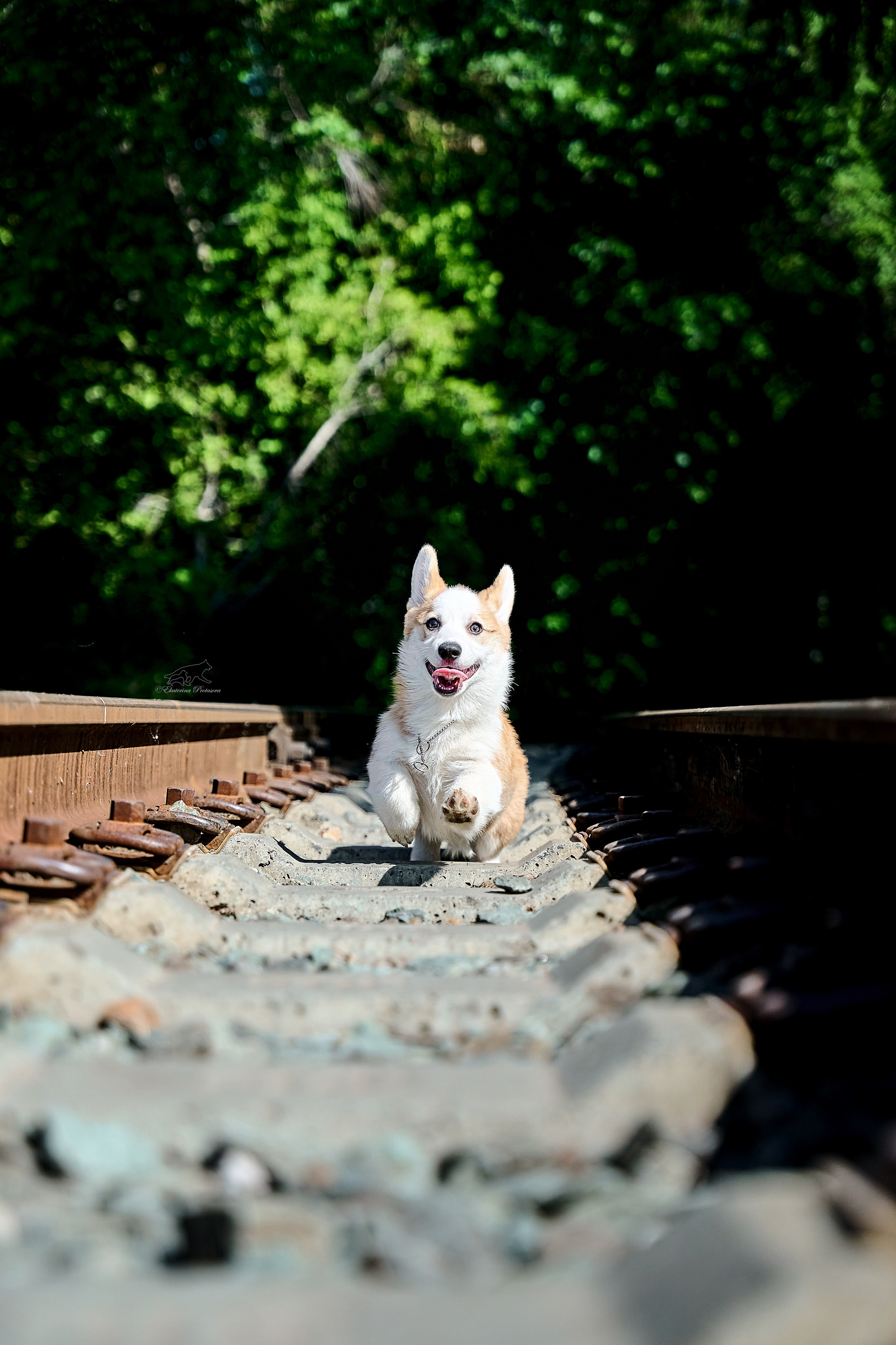 Корги. Фотограф-анималист в Иркутске
