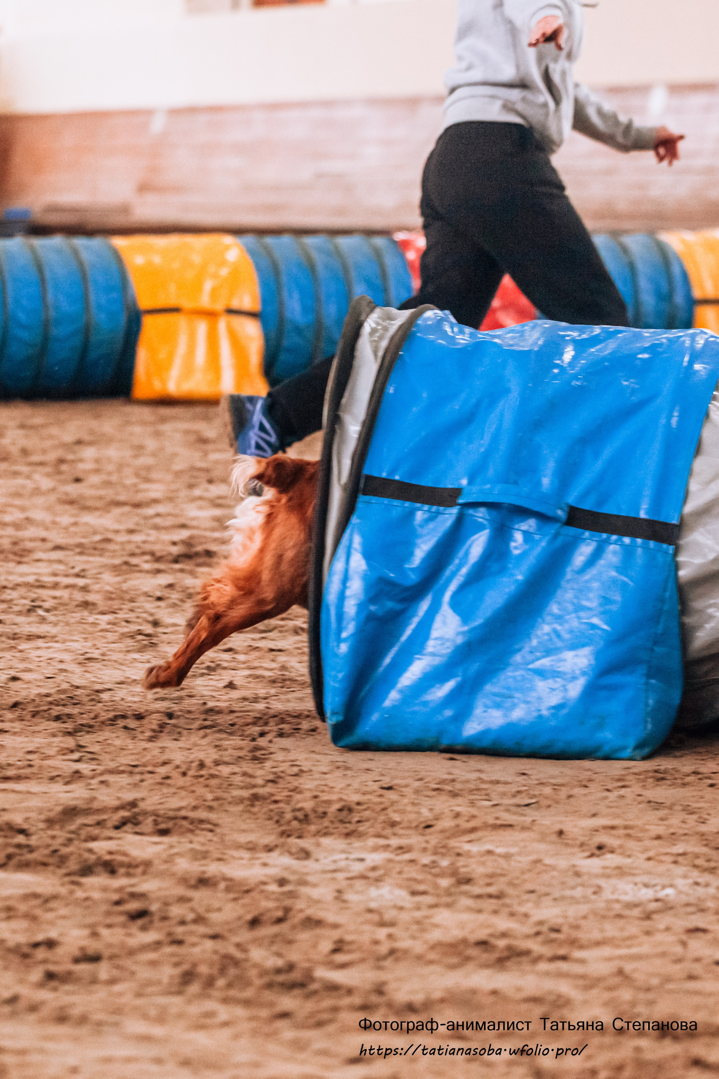 Соревнования по Аджилити 25.02.2024. Фотограф-анималист Татьяна Степанова